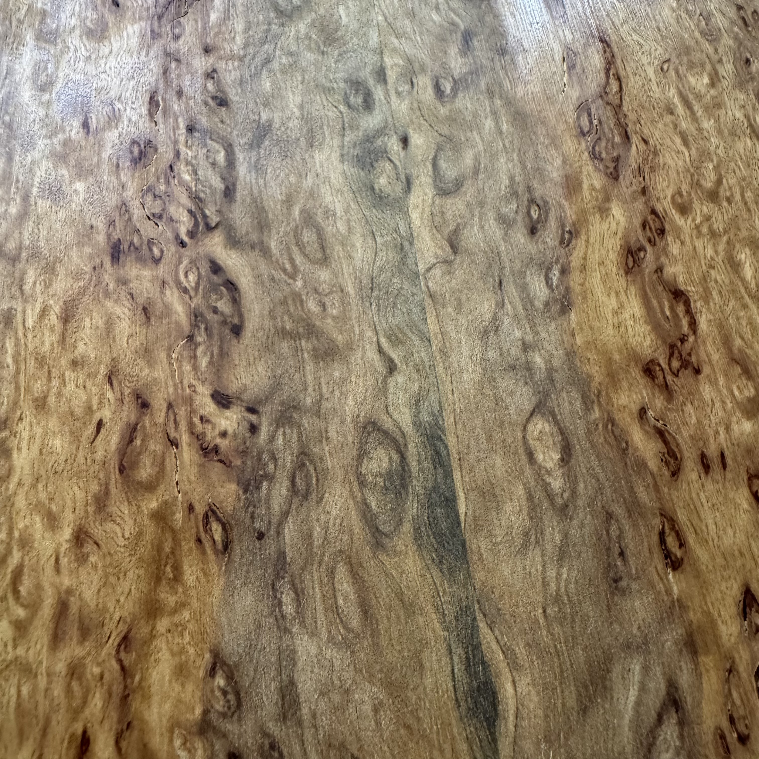 California Eucalyptus Top: CAEU04