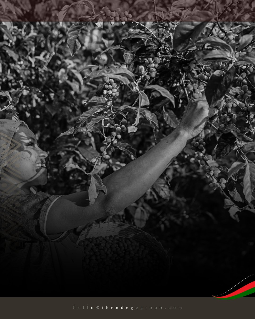 Our fair trade coffee farms in Ethiopia and Uganda employ over 2,000 farmers, producing aromatic blends for our marketplace with sustainable practices. #NdegeMarketPlace #SustainableFarming