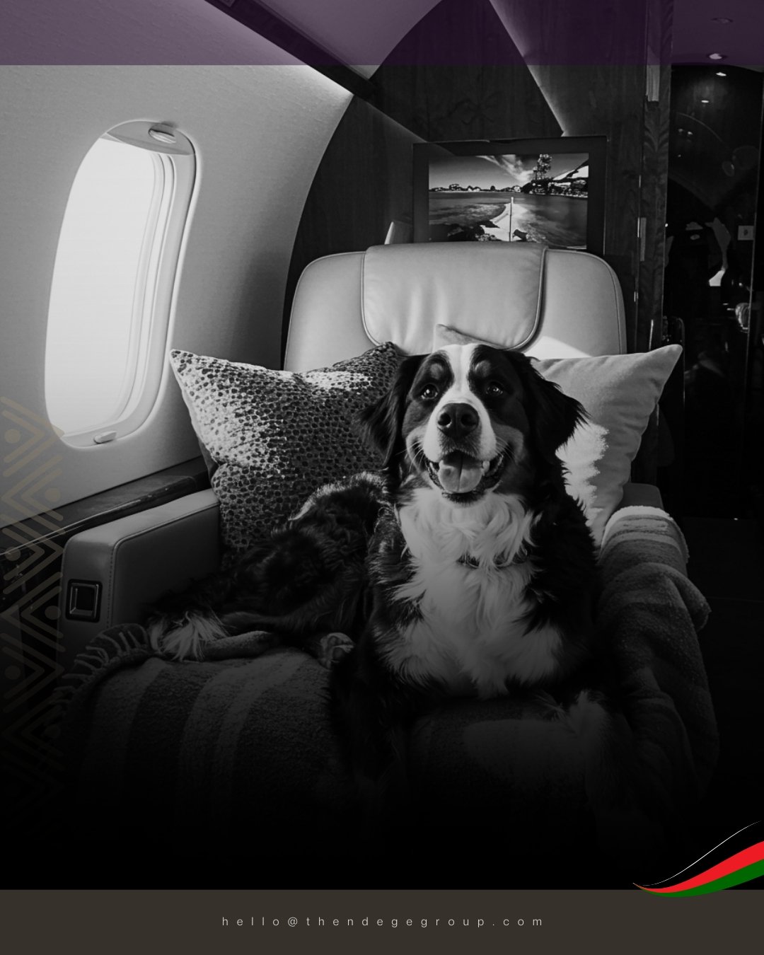 Your furry friends can soar too! #NdegeAeropace welcomes pets on our private jet charters&mdash;flying at 42,000 ft in style.