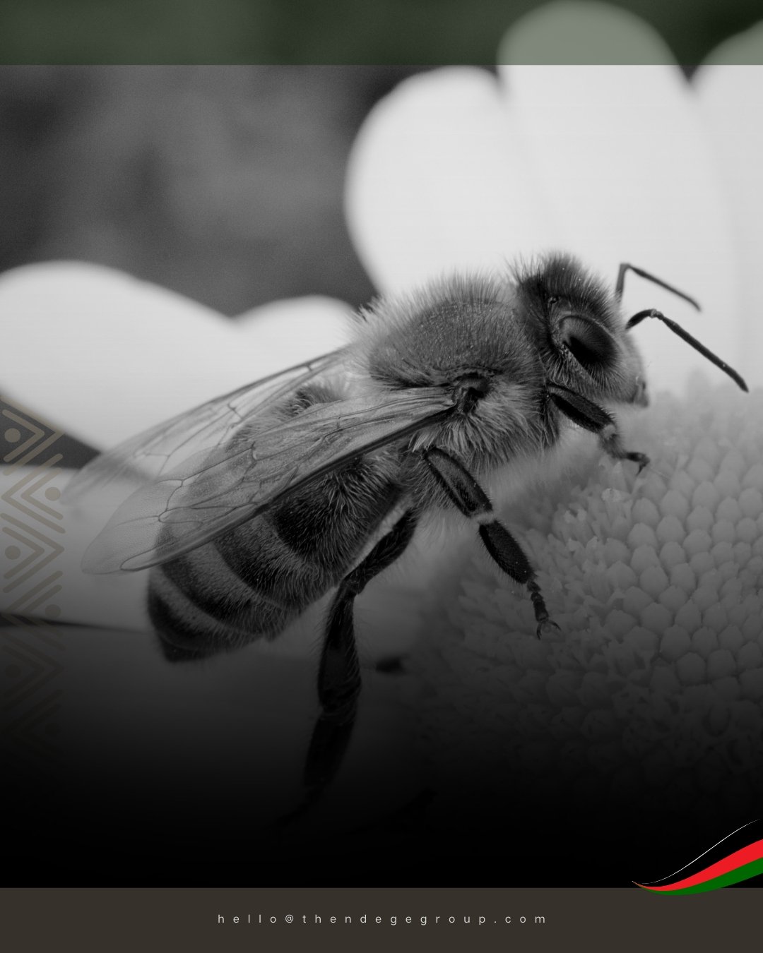 African &quot;killer&quot; bees are pollination superstars! Their fast swarming spreads pollen far, boosting native &amp; invasive plant growth since their 1957 Brazil breakout. Our #wildlifeconservation efforts fund research, protection &amp; breedi
