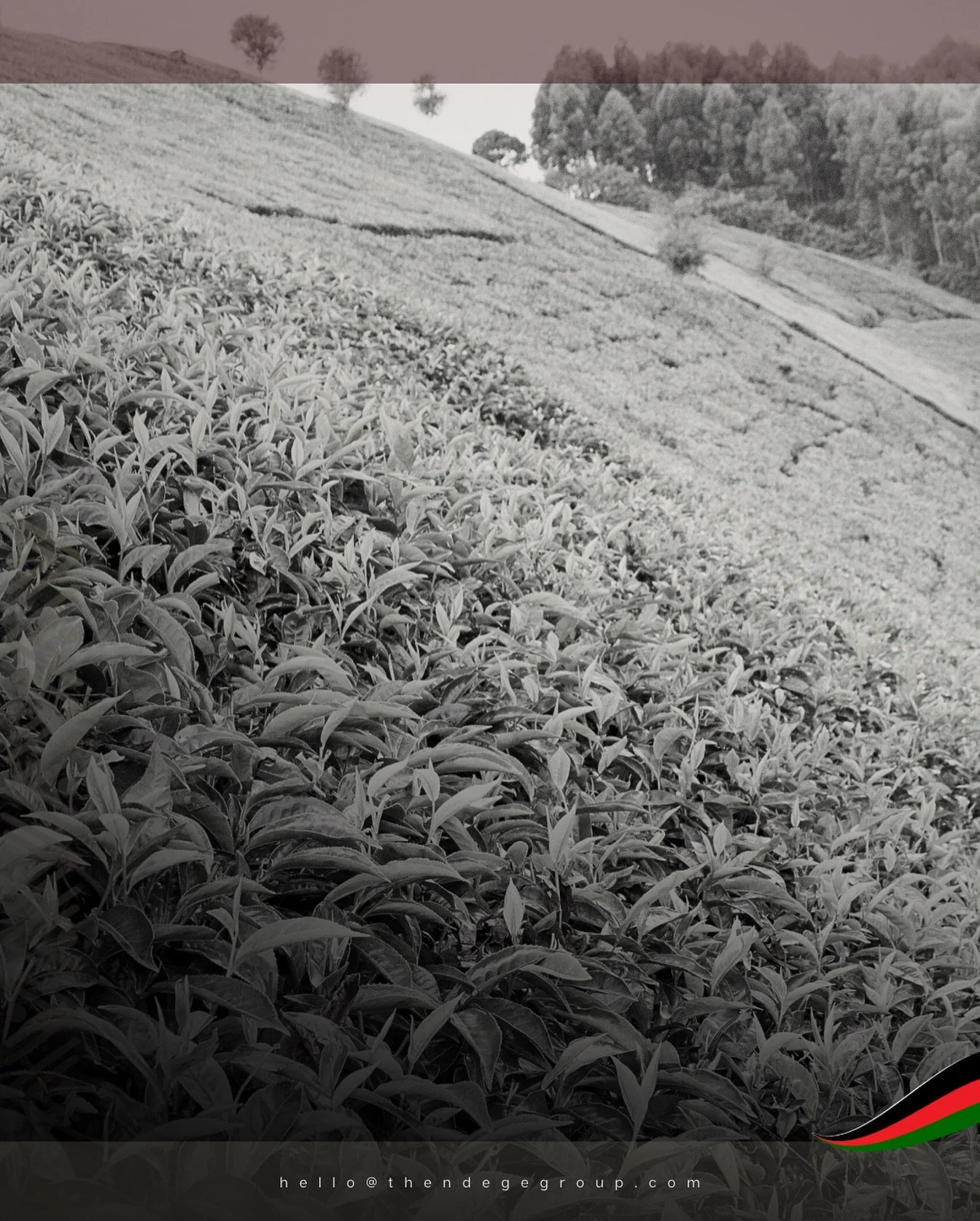 Our #OmniGaza blockchain platform brings African commodities&mdash;tea, coffee, flowers&mdash;directly from farm to buyer&rsquo;s door. No middlemen. No friction. Just transparent efficiency and the dignity of direct trade. The future of commerce is 