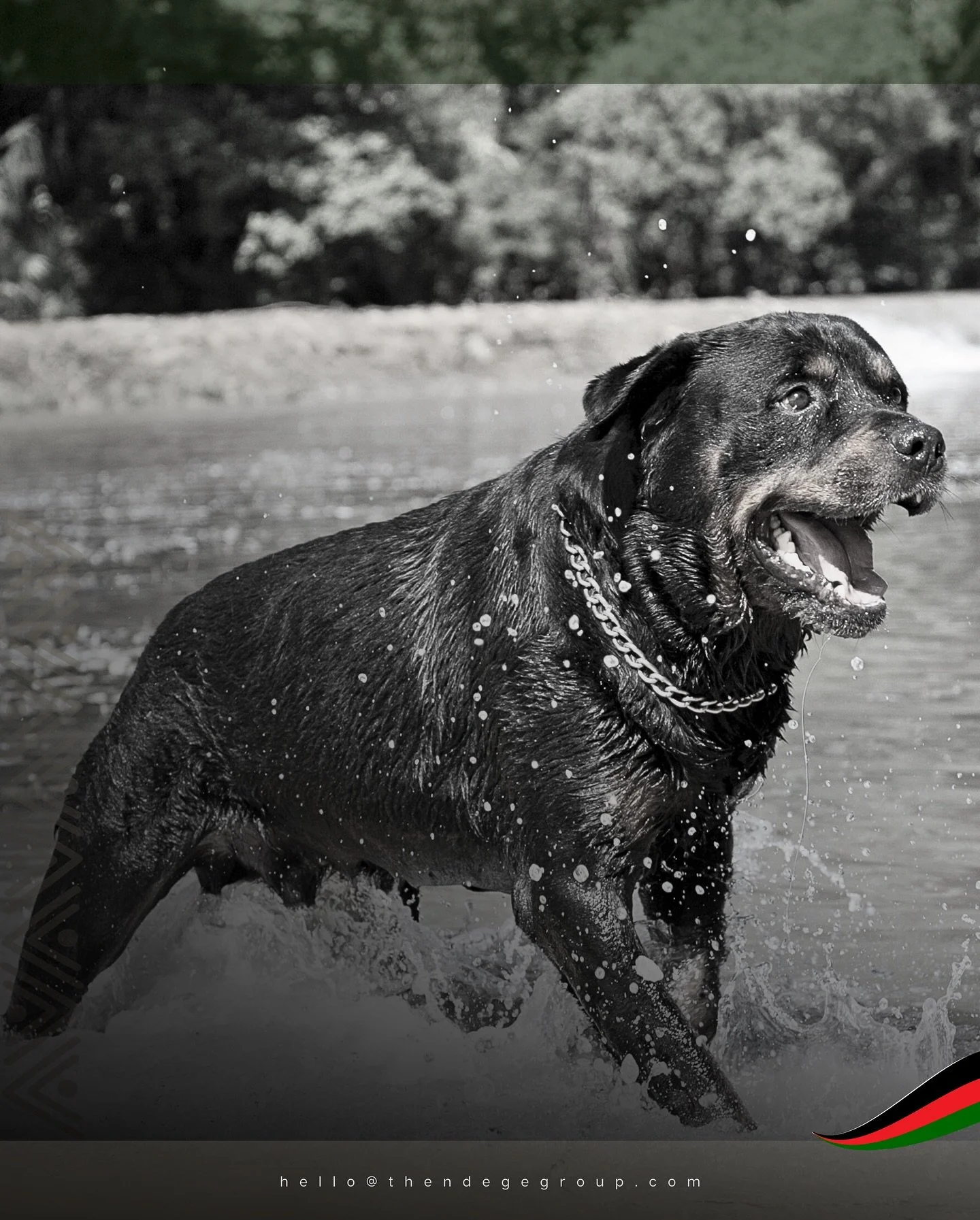 Rottweilers arrived from Germany and adapted: shorter coats for African heat, unchanged devotion. They guard children with the same ferocity their ancestors showed in Bavaria. Companionship crosses oceans. Development has always required exchange. Lo