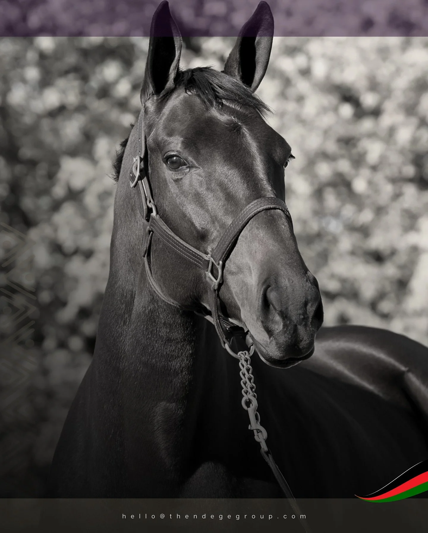 Emotional intelligence on four legs: @angwenthemanor takes shape in Amboseli as @TheNdegeGroup&rsquo;s diplomatic residence, a wildlife and equestrian estate beneath Mount Kilimanjaro where African leadership will convene. Horses heal. Mountains witn