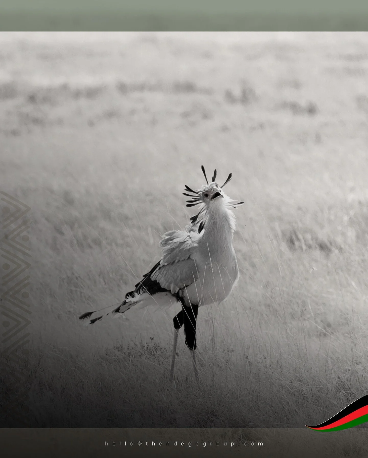 Sagittarius serpentarius: the secretary bird. Archer of serpents. This raptor hunts venomous snakes with calculated strikes exceeding 150 kilometres per hour, delivered through talons evolved for precision lethality. African ecosystems breed speciali