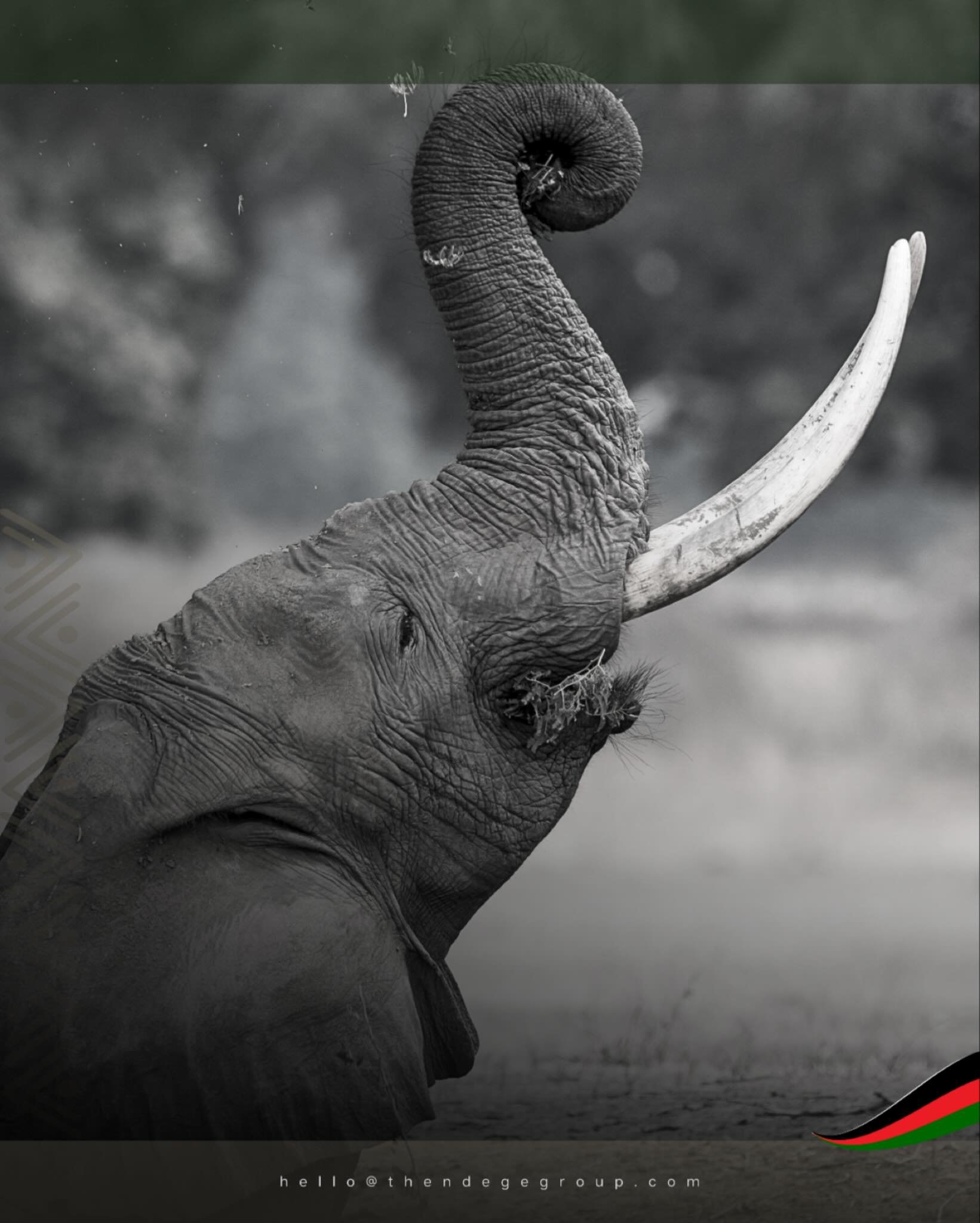 Loxodonta africana: 6,000 kilograms of ecological memory. African elephants shape ecosystems through seed dispersal, water access, forest clearing. Their survival determines biodiversity. Africans must protect Africa. @TheNdegeFoundation channels res