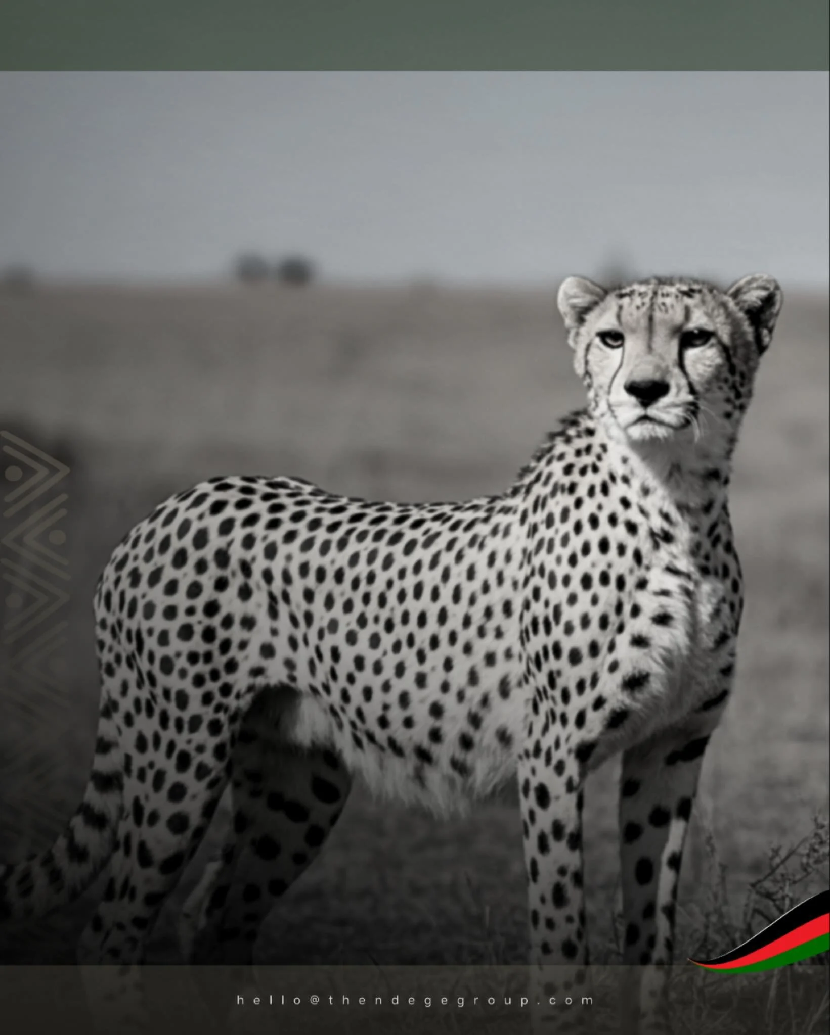 Acinonyx jubatus: 120 km/h with a 70% hunt success rate, strategic patience before explosive action. @TheNdegeGroup applies similar discipline: persistent evaluation, professional execution, precise deployment for continental impact. Speed means noth