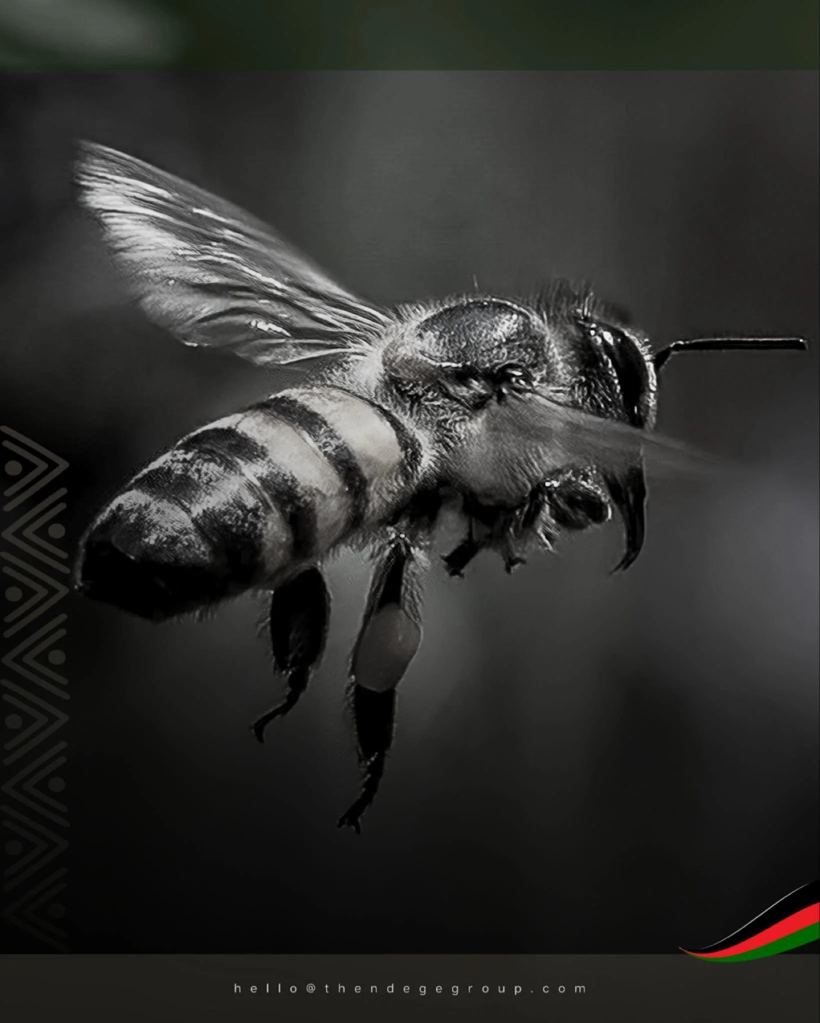 African honeybees (Apis mellifera scutellata) pollinate 90% of wild plants and one-third of crops humans consume. Ecosystem services worth billions annually, delivered by creatures weighing 0.1 grams. Ecological sovereignty begins with species protec