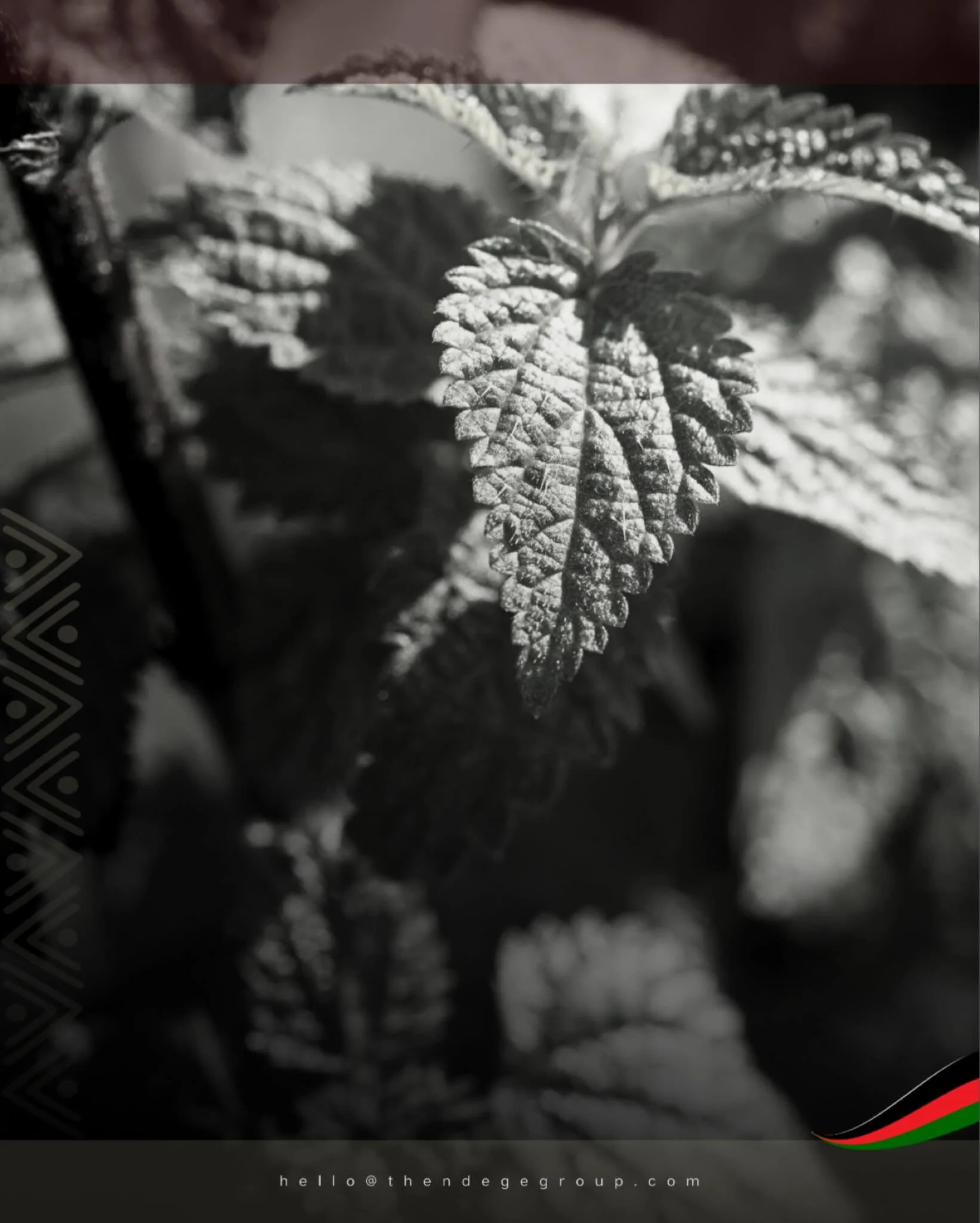 Mint grows wild across Africa, from Moroccan tea gardens to Ethiopian highlands, yet most commercial dried herbs are imported. Ndege MarketPlace connects indigenous growers to global buyers with blockchain provenance verification. African herbs belon