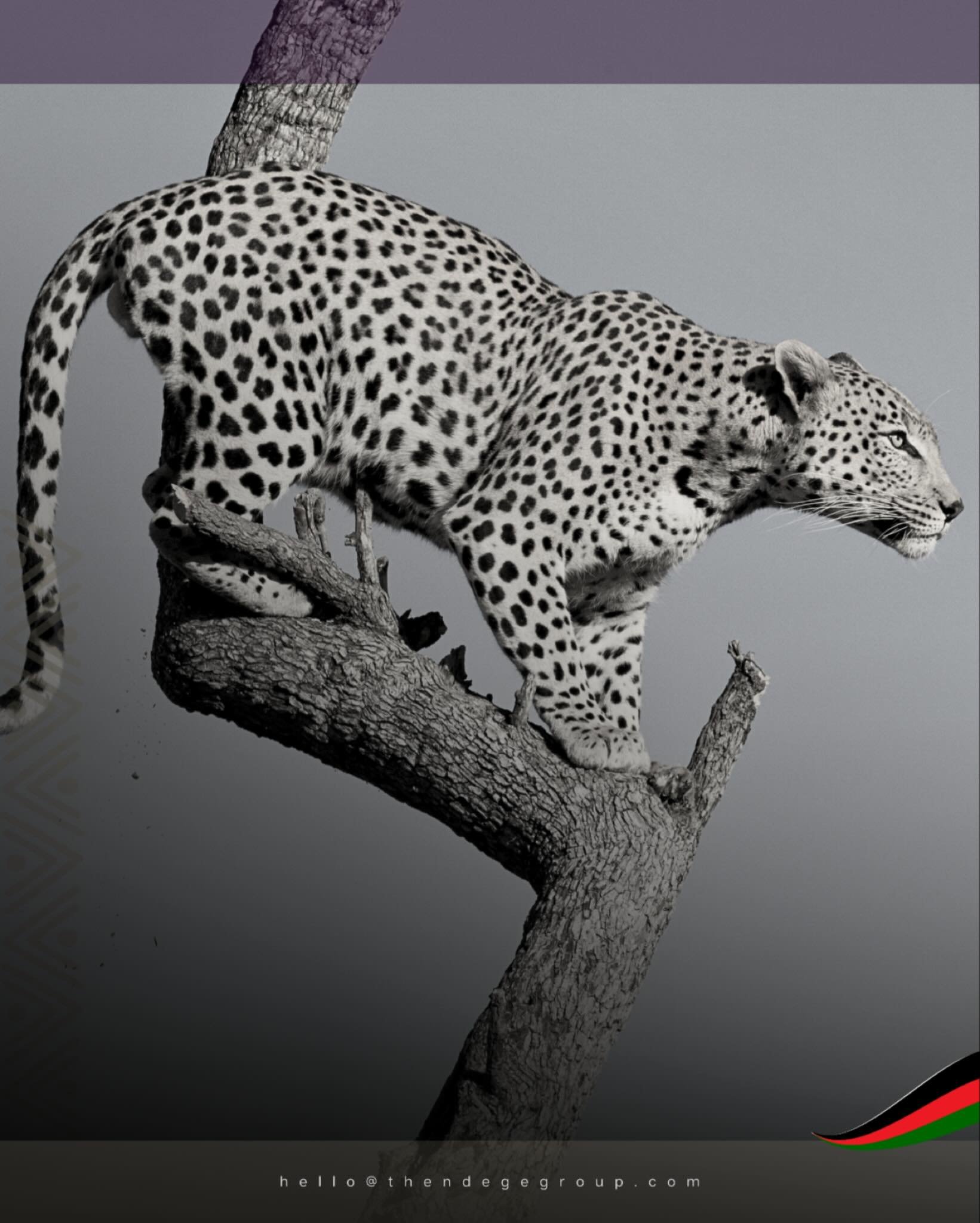 African leopards demonstrate tactical patience: solitary hunters achieving success through precision over force. #TheNdegeGroup operates similarly, coordinating continental infrastructure through documented frameworks. Precision compounds results. ht