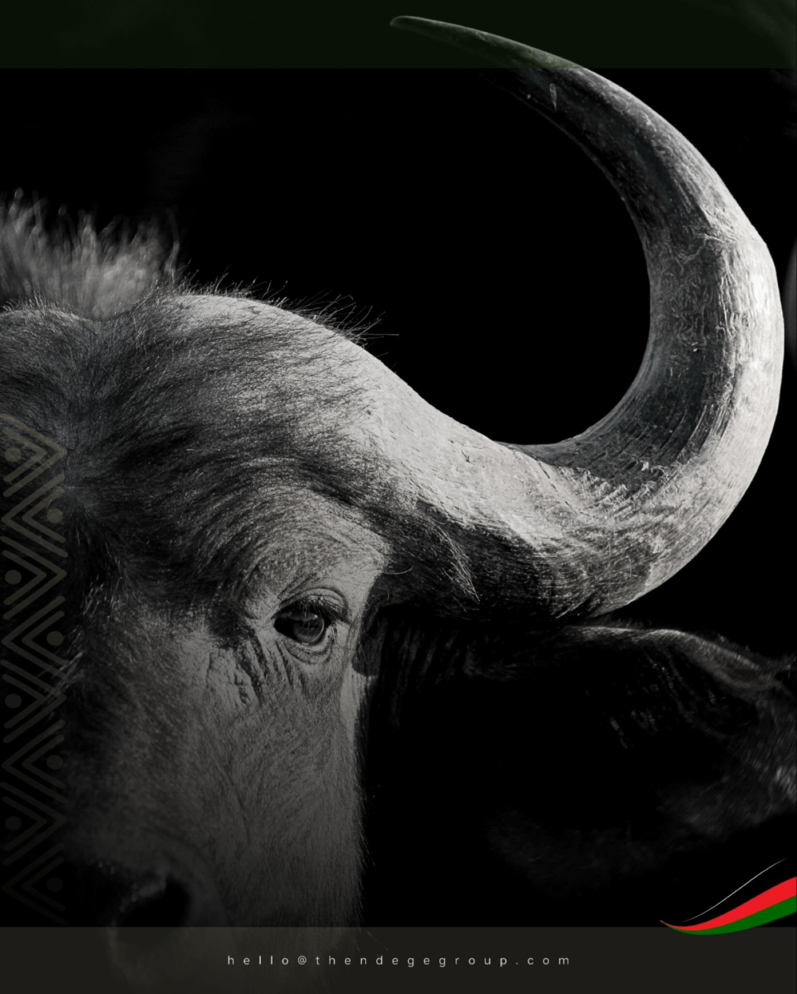 African buffalo herds sustain savannah ecosystems: seed dispersal through grazing patterns, nutrient cycling enriching soils, water source creation through wallowing. ASDT coordinates conservation finance protecting megafauna corridors. Biodiversity 