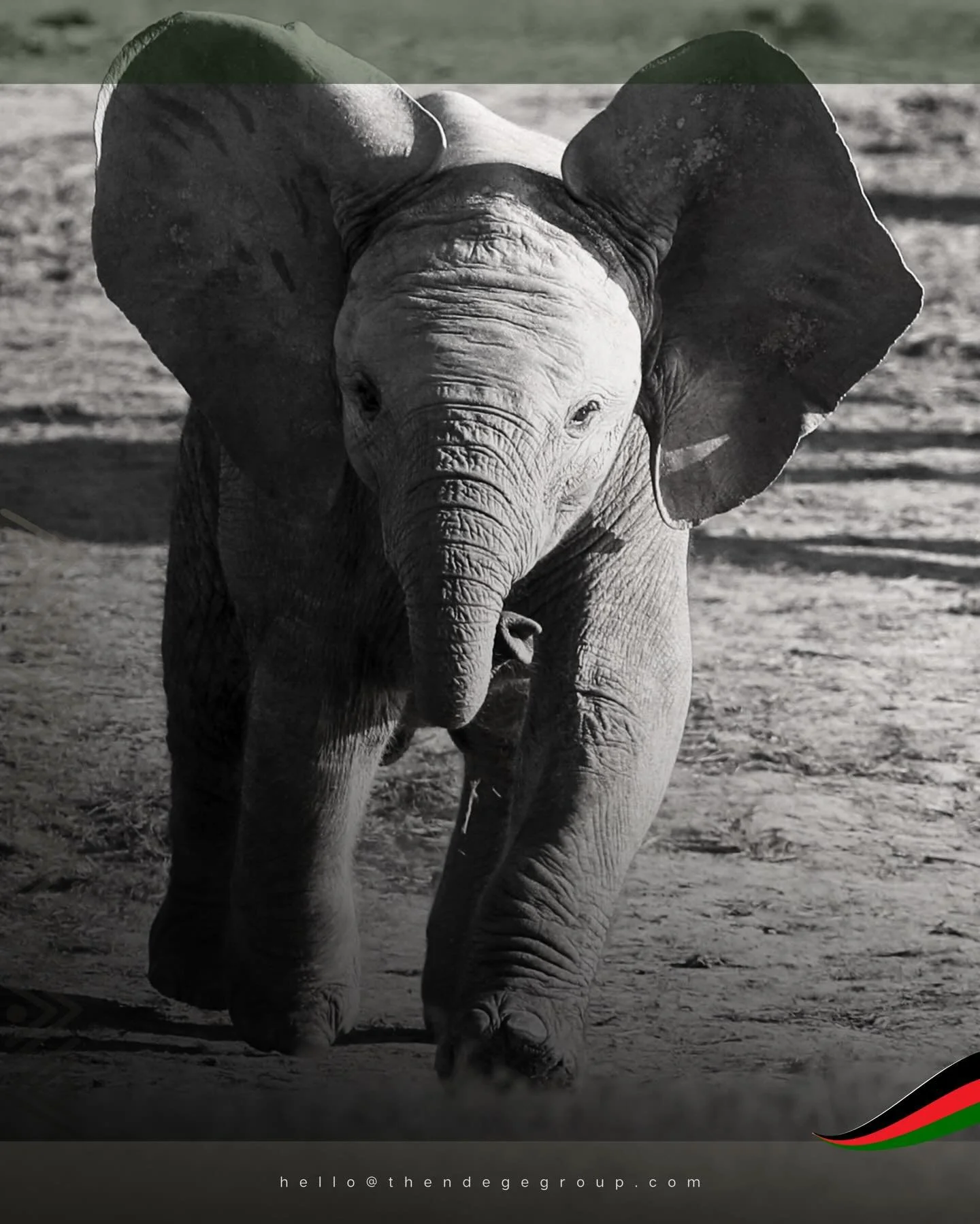 #OmniGaza&reg; addresses what development finance has long struggled to dashboard. Milestones. Progress. Accountability. @TheNdegeGroup&rsquo;s blockchain platform provides immutable records for every sponsored student, every protected elephant. Tran