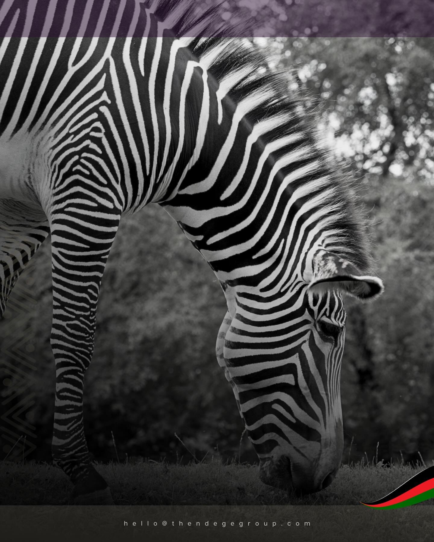 The Gr&eacute;vy&rsquo;s zebra is the largest zebra species, distinguished from plains and mountain zebras by narrower stripes terminating before its white belly. Discover Africa&rsquo;s extraordinary wildlife through #NdegeAerospace&rsquo;s #LuxuryE