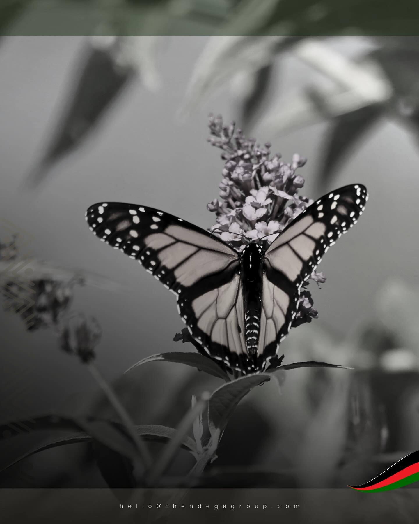 The African Monarch butterfly became the world&rsquo;s first art model 3,500 years ago, captured in Egyptian tomb paintings. It remains the oldest recorded butterfly in history whilst possessing toxicity sufficient to induce immediate avian regurgita