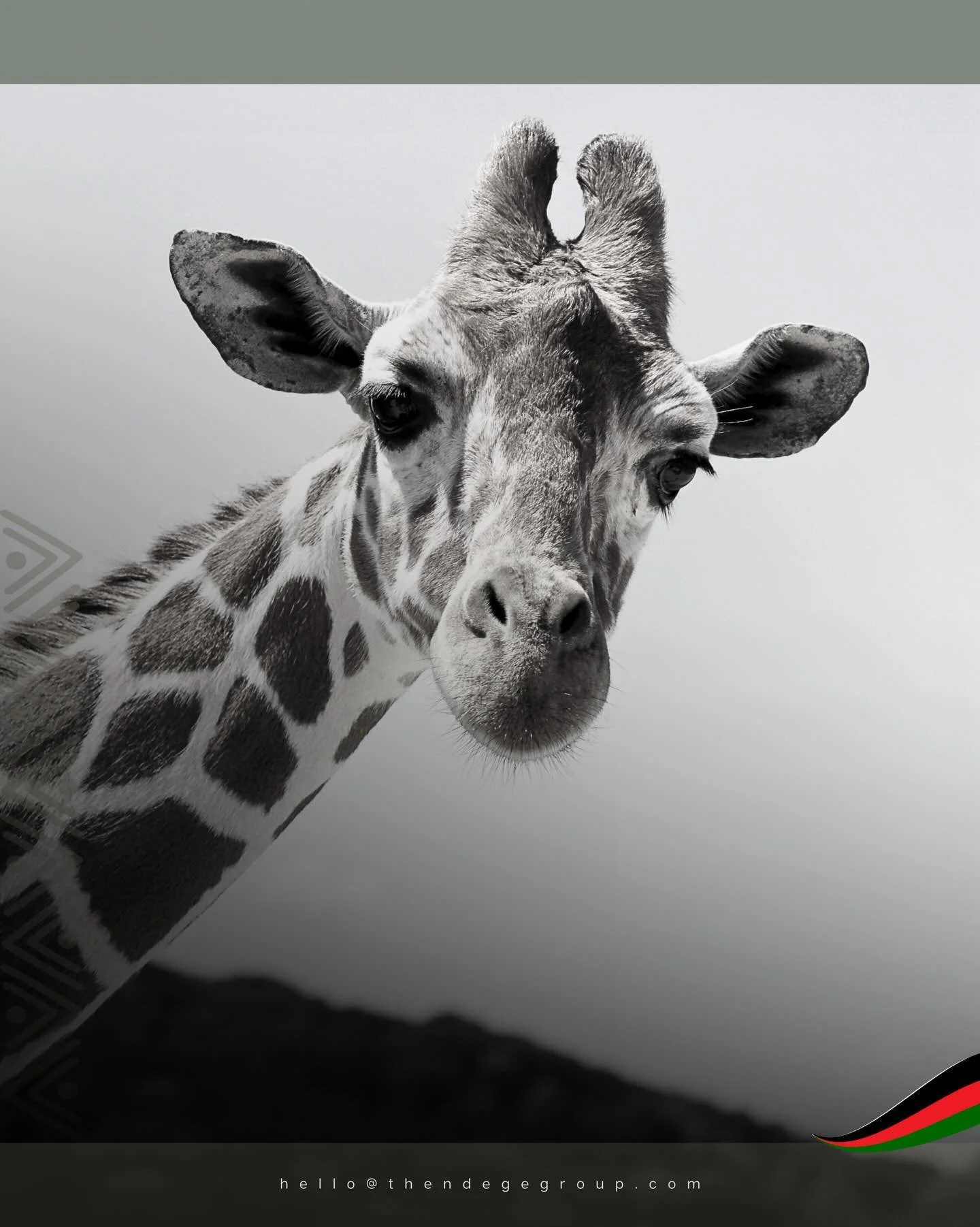 Giraffes possess the same number of neck vertebrae as humans. Seven. They simply optimised what they were given. African conservation efforts work similarly. The Ndege Foundation&copy; coordinates habitat protection using existing resources more effe