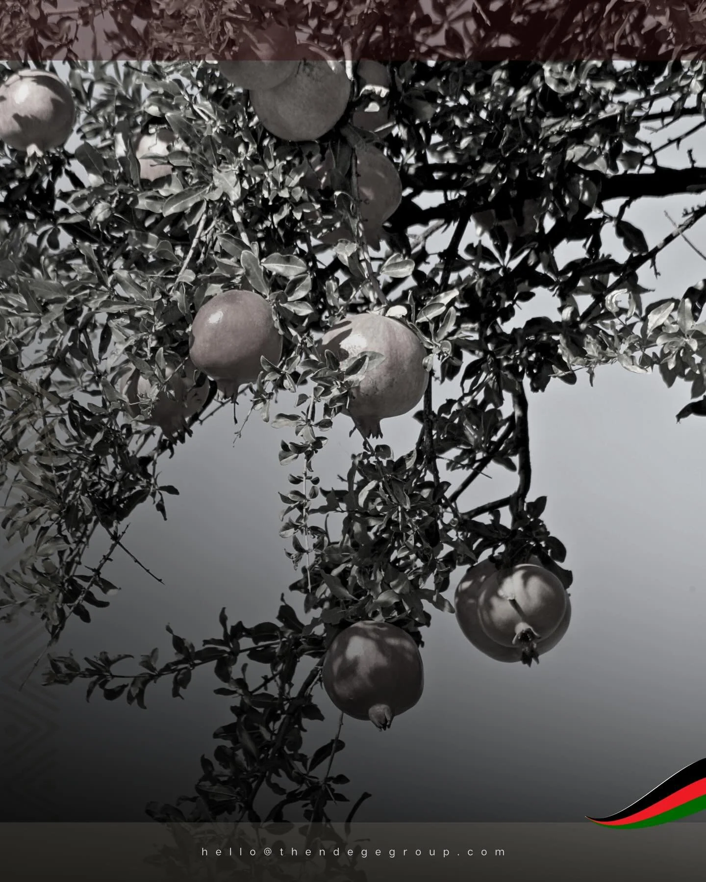 Blessed to inhabit an abundant land where fresh harvests await outside, from herbs and spices to delicacy fruits like pomegranate. Ndege MarketPlace&copy; delivers this ease and convenience globally through blockchain ecommerce launching Q3. Abundanc