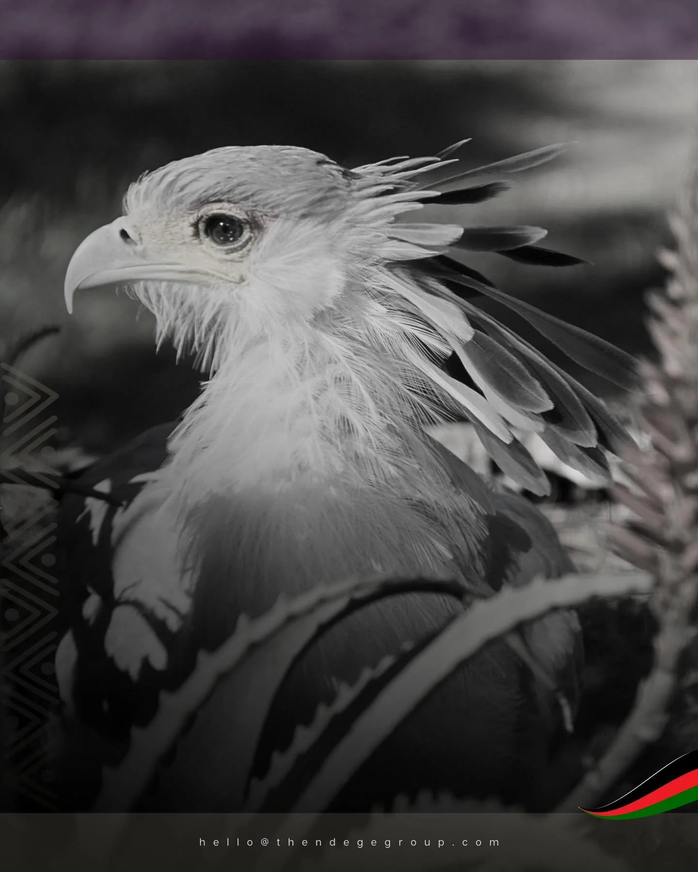 The African secretary bird embodies the elegance #NdegeAerospace delivers from the moment your private jet charter departs Rome for Malindi, Beijing for Kilimanjaro, or Paris for Kigali. Experience absolute care where white glove service meets contin