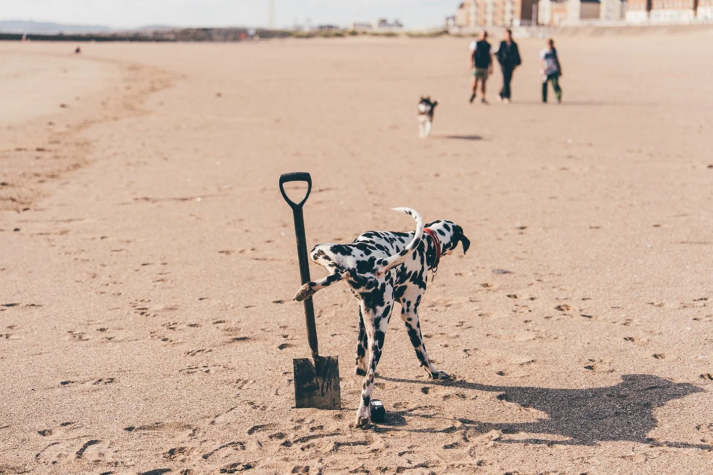 A Dalmatian dog standing on a sandy beach with a small shovel stuck in the sand nearby. In the background, three people and another dog are walking, with buildings visible in the distance.