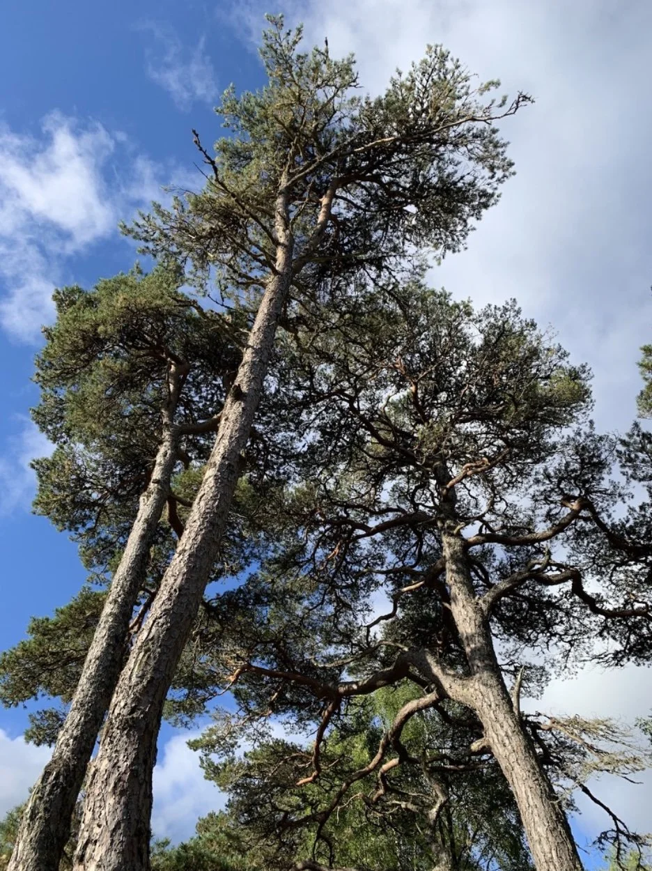 Conversations with living