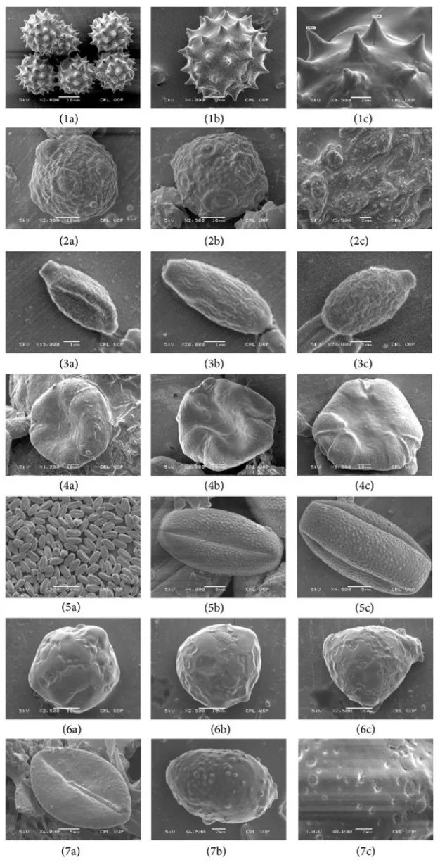 Pollen and Molluscs.