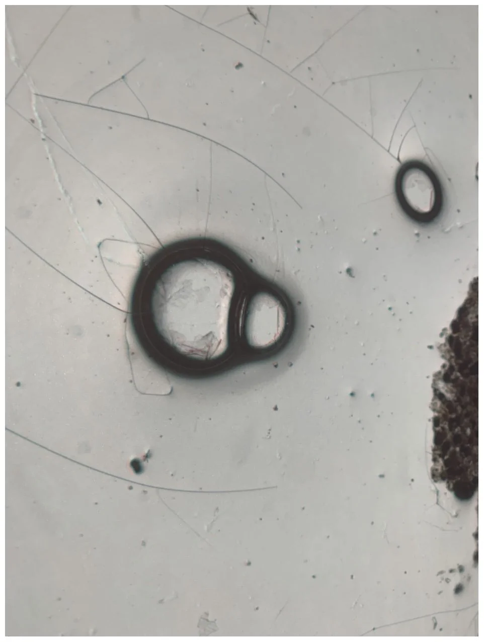 Suspension and being held