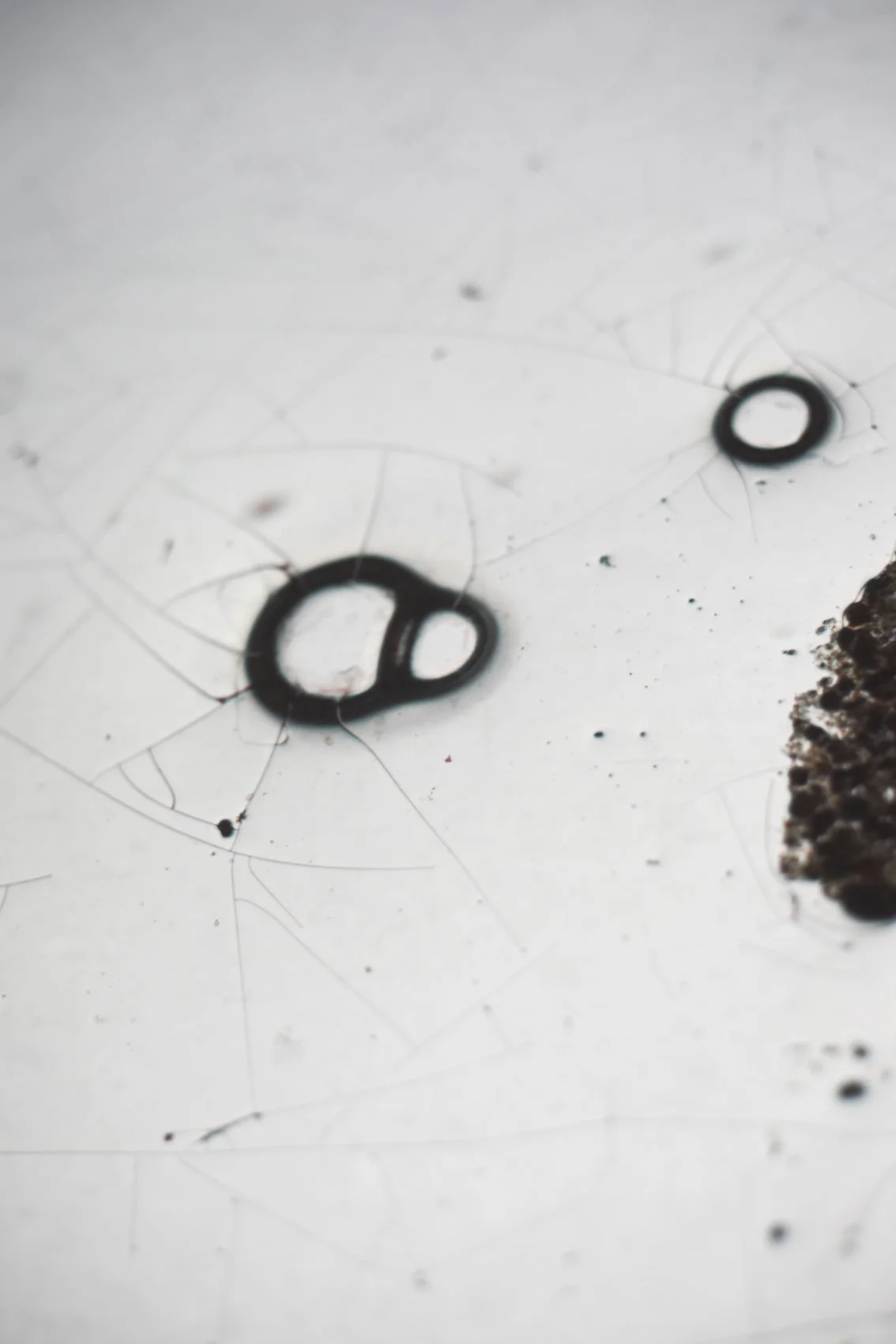 small_albumen bubble1.jpg