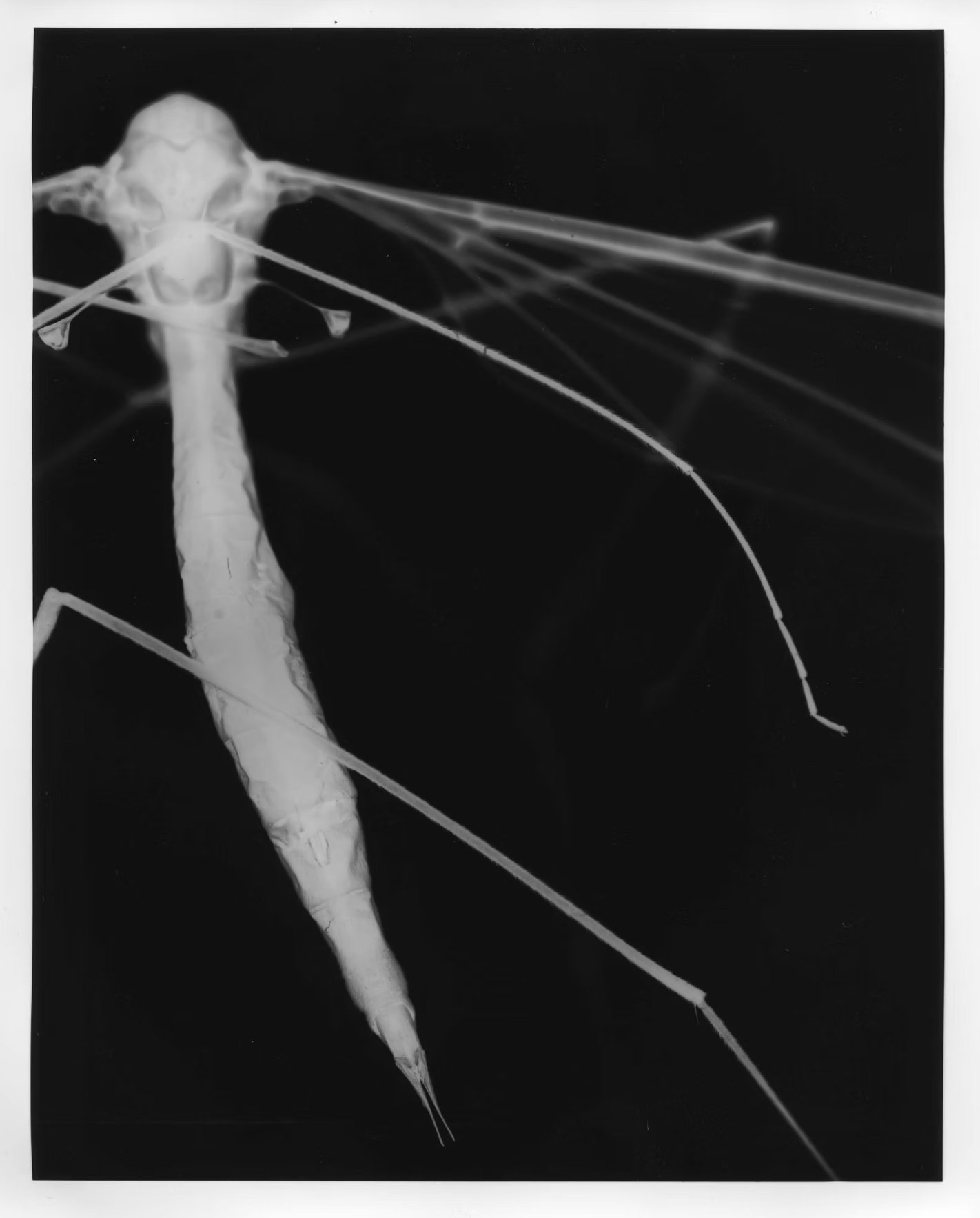 daddy long legs 2.jpg