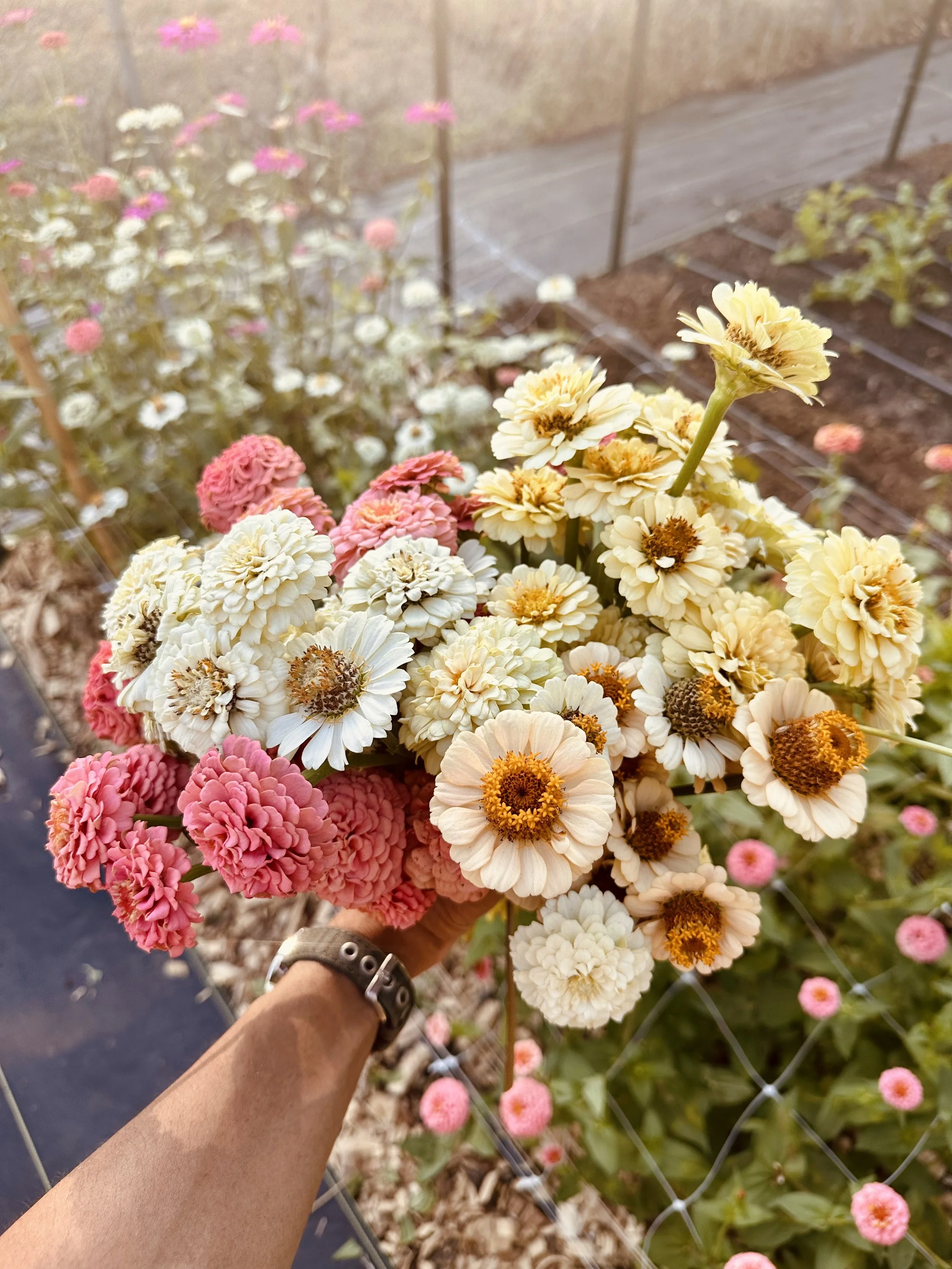 morning glows of zinnias