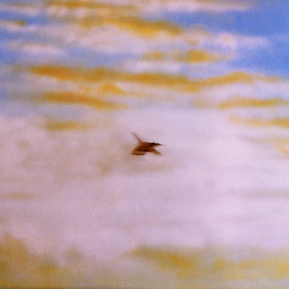 hummingbird2 00120 copy.jpg