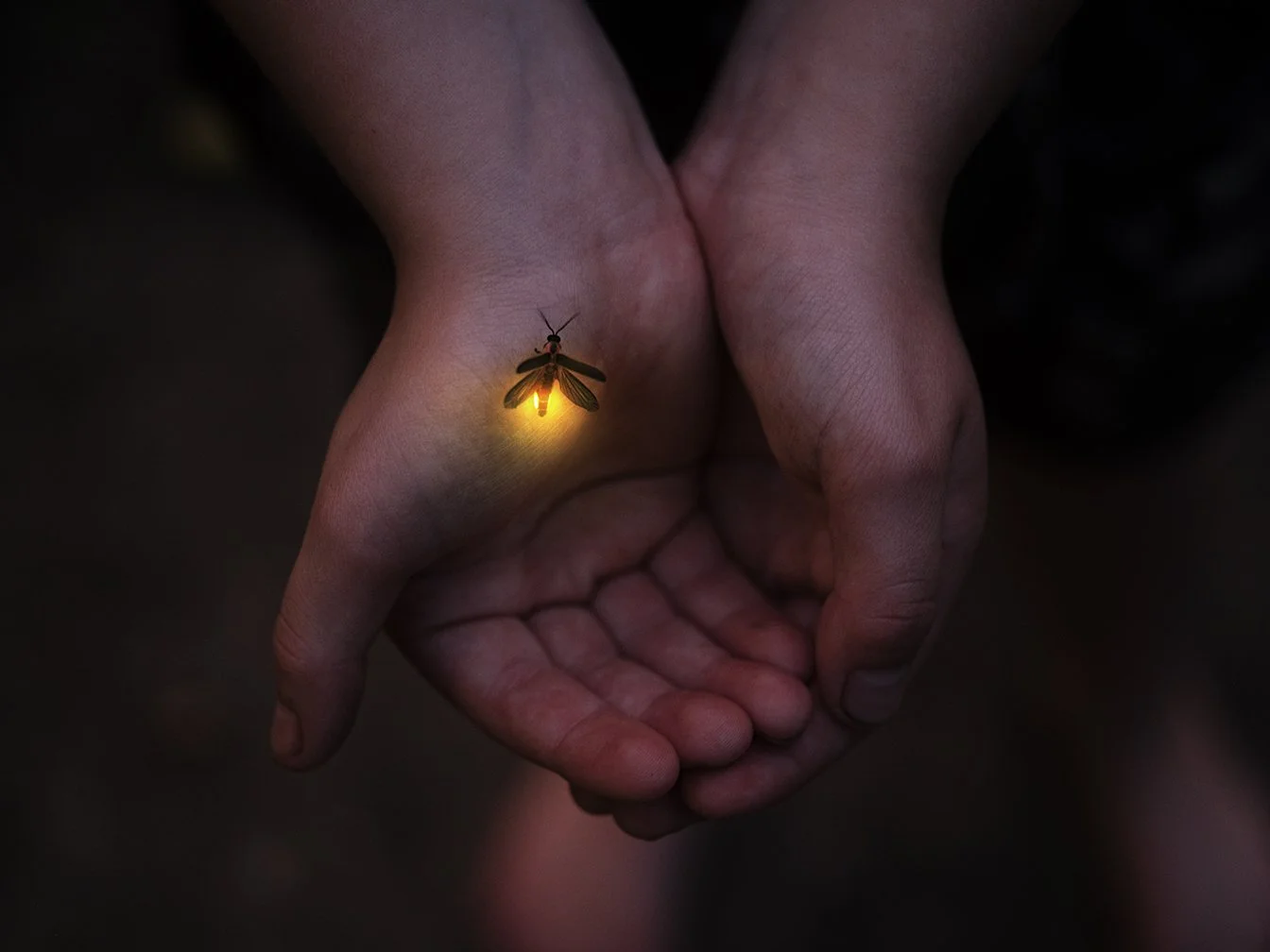 Glowbugtif17 copy.jpg