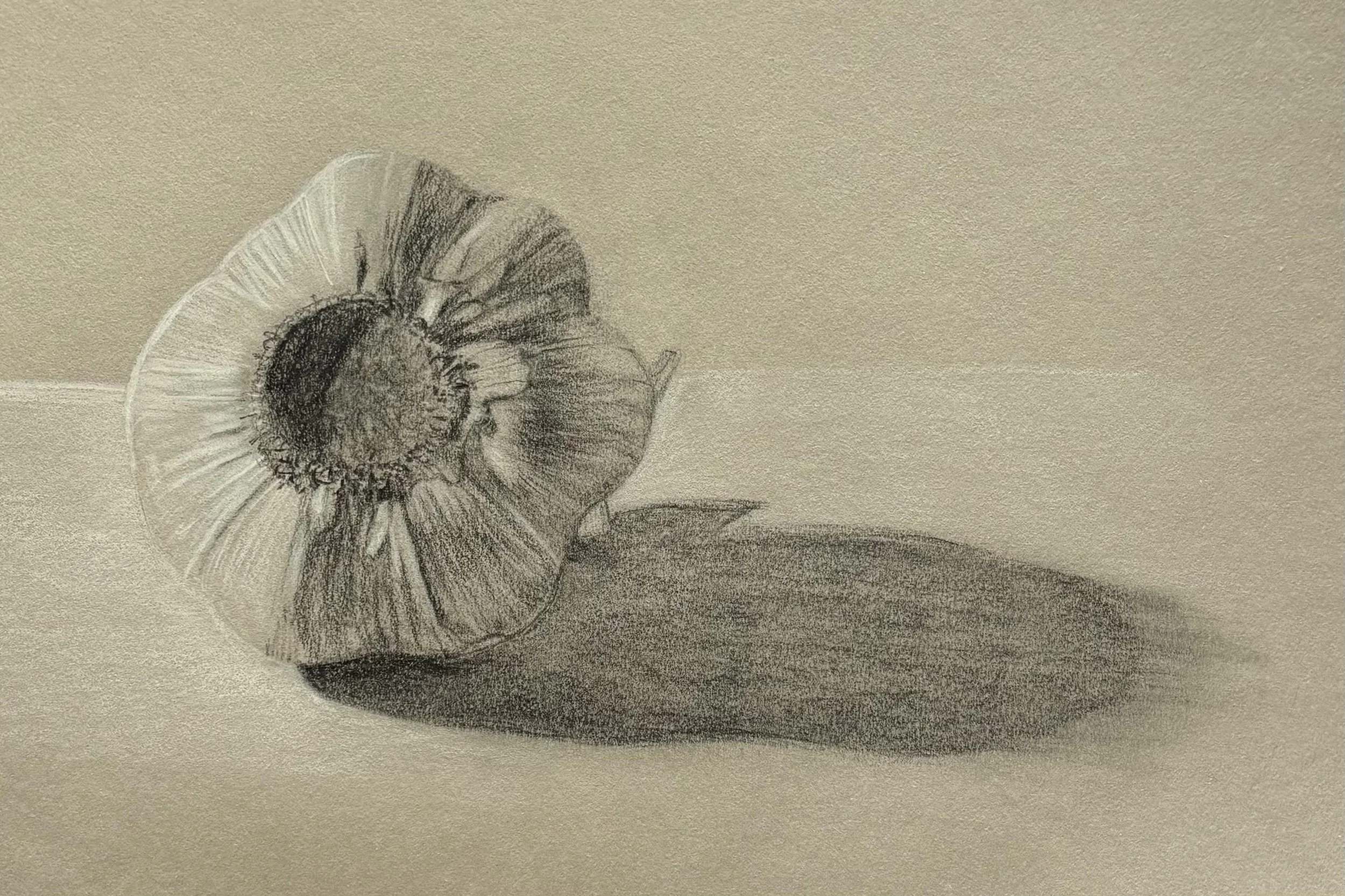 portfolio12.jpg
