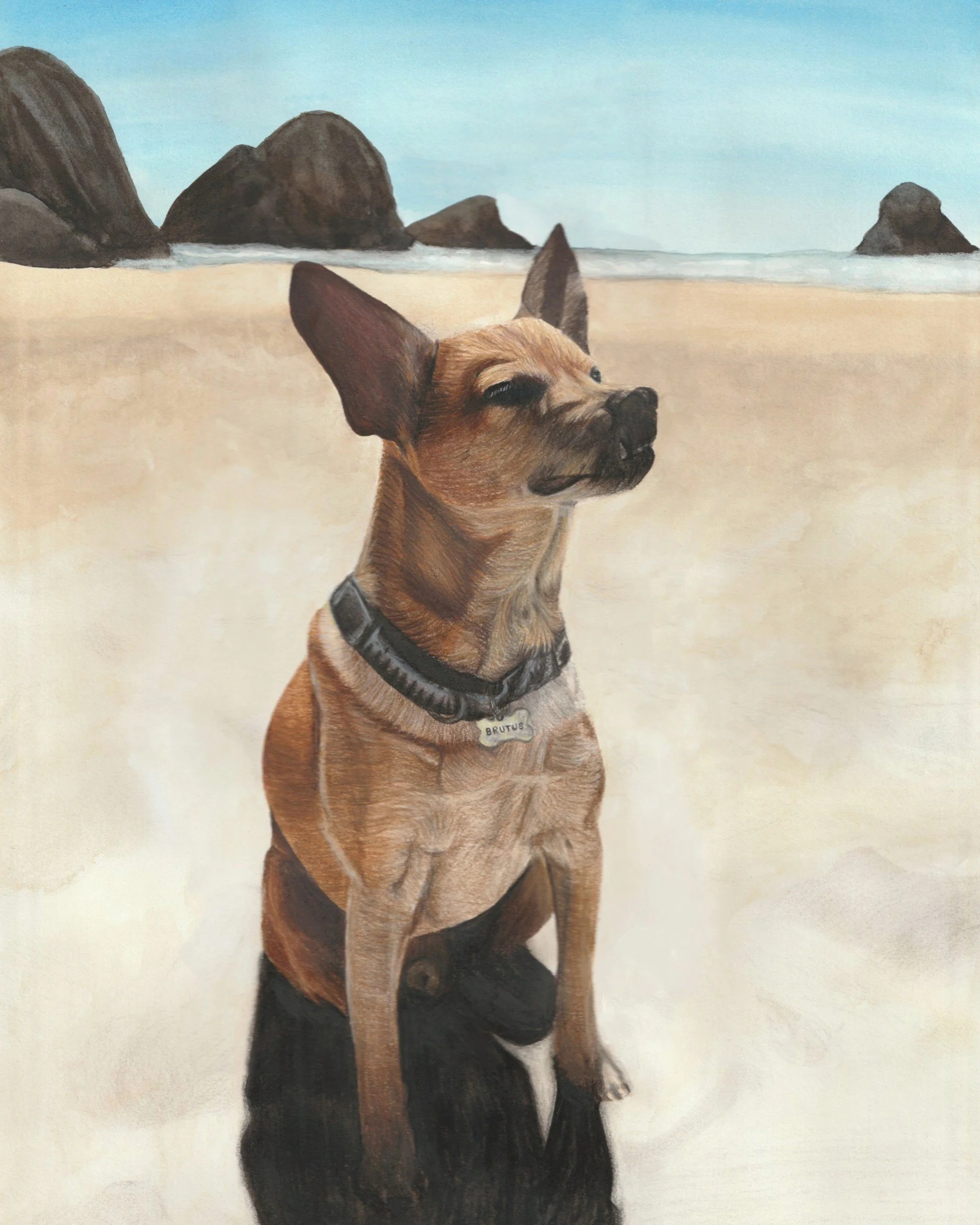 Brutus | 12x16 | watercolor + colored pencil