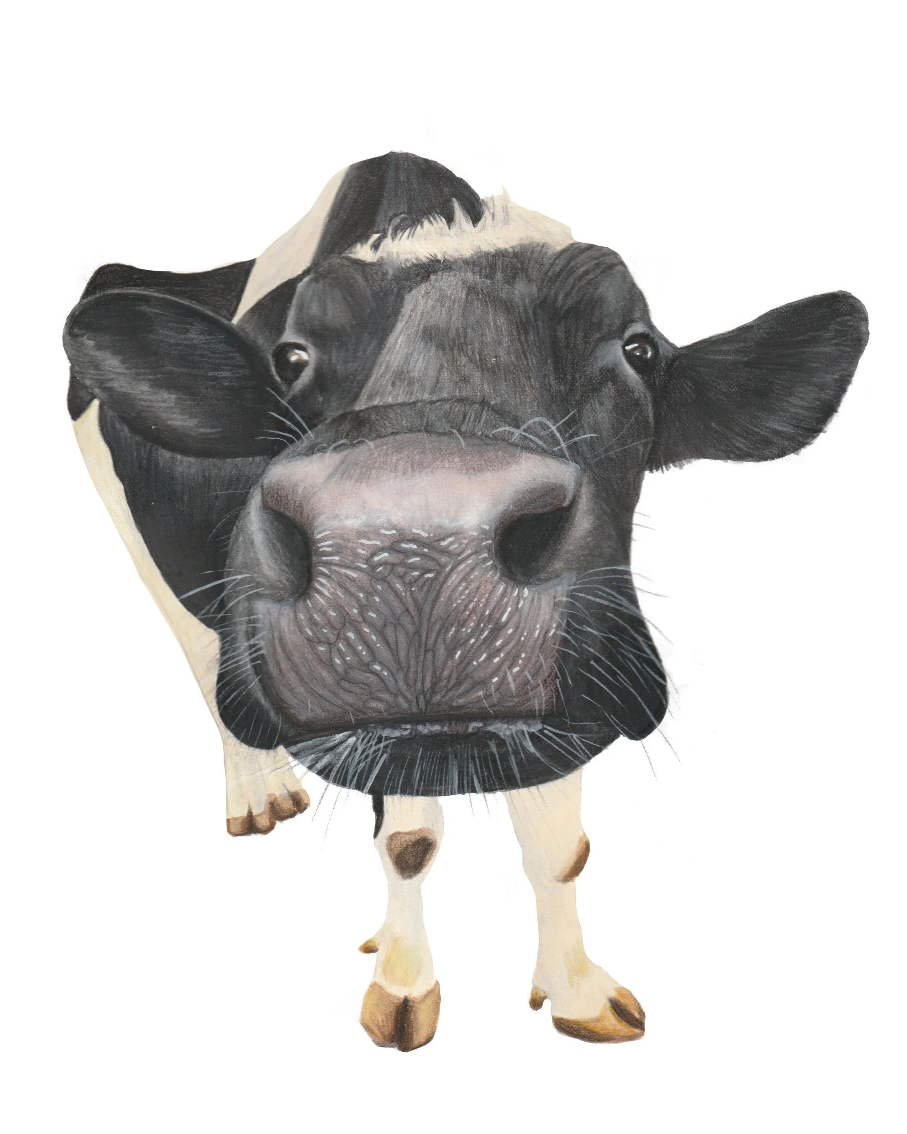 cupid | 8x10 | watercolor + colored pencil