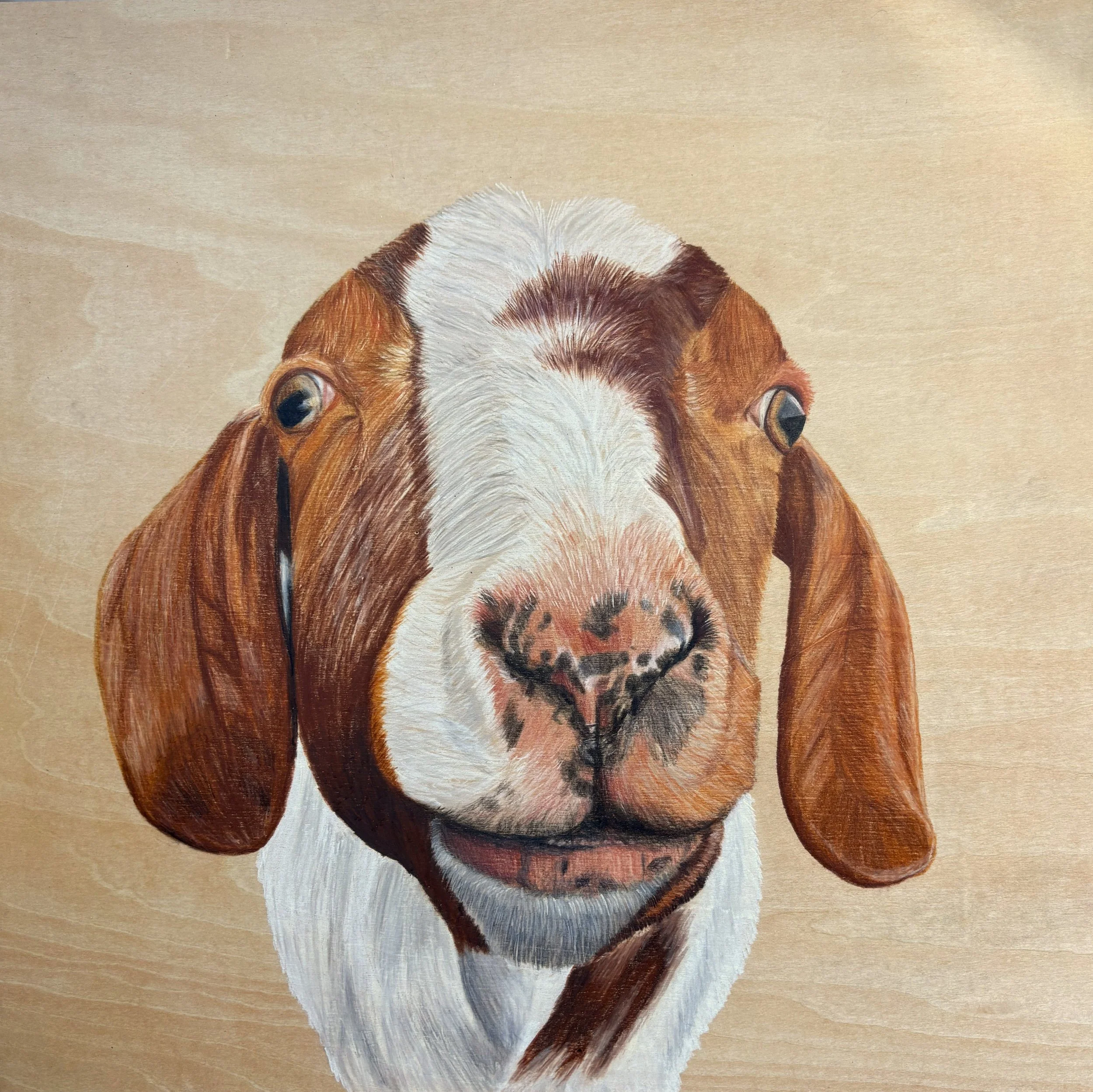 BB | 12x12 | colored pencil on wood panel