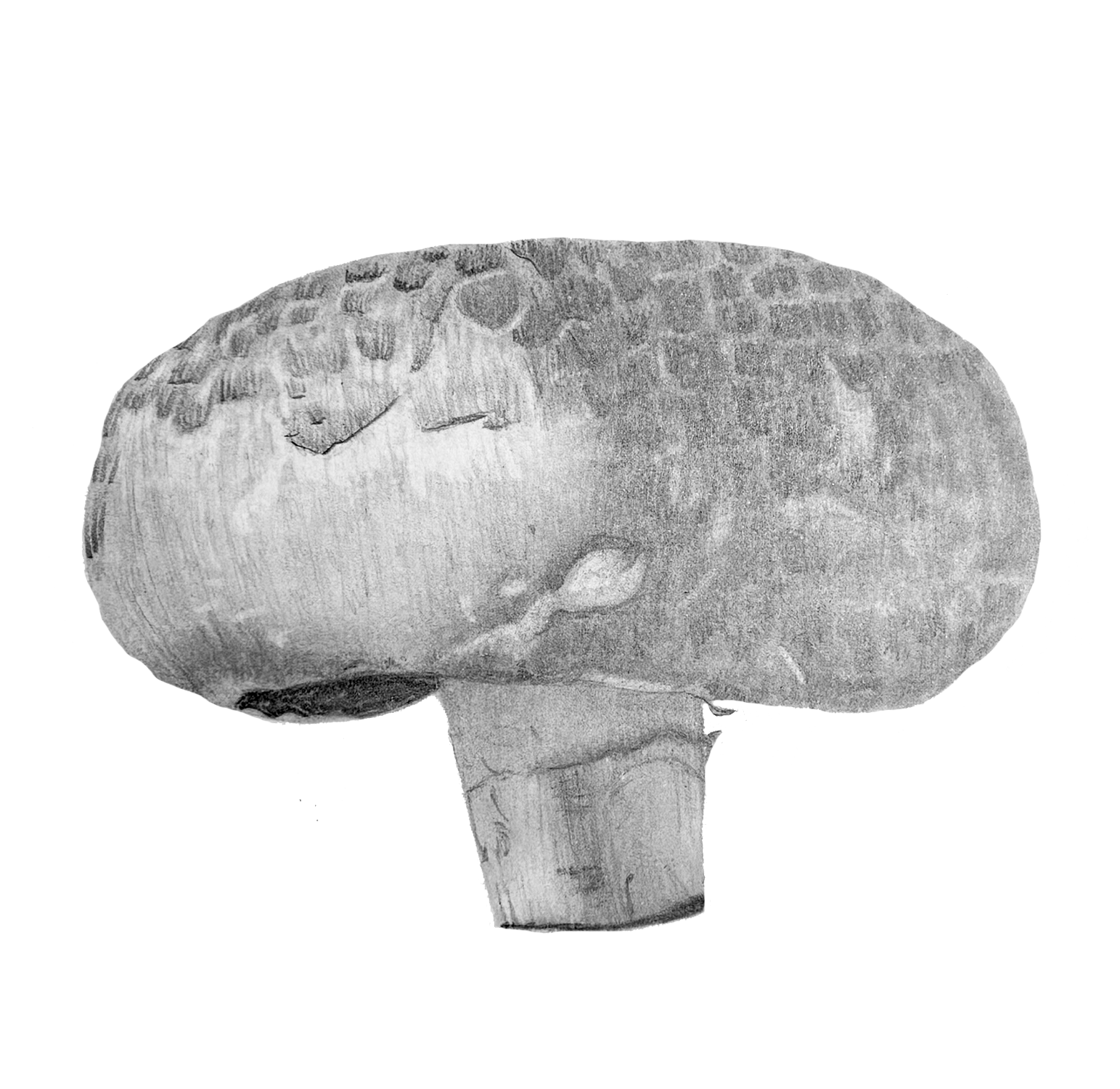 pic11.png