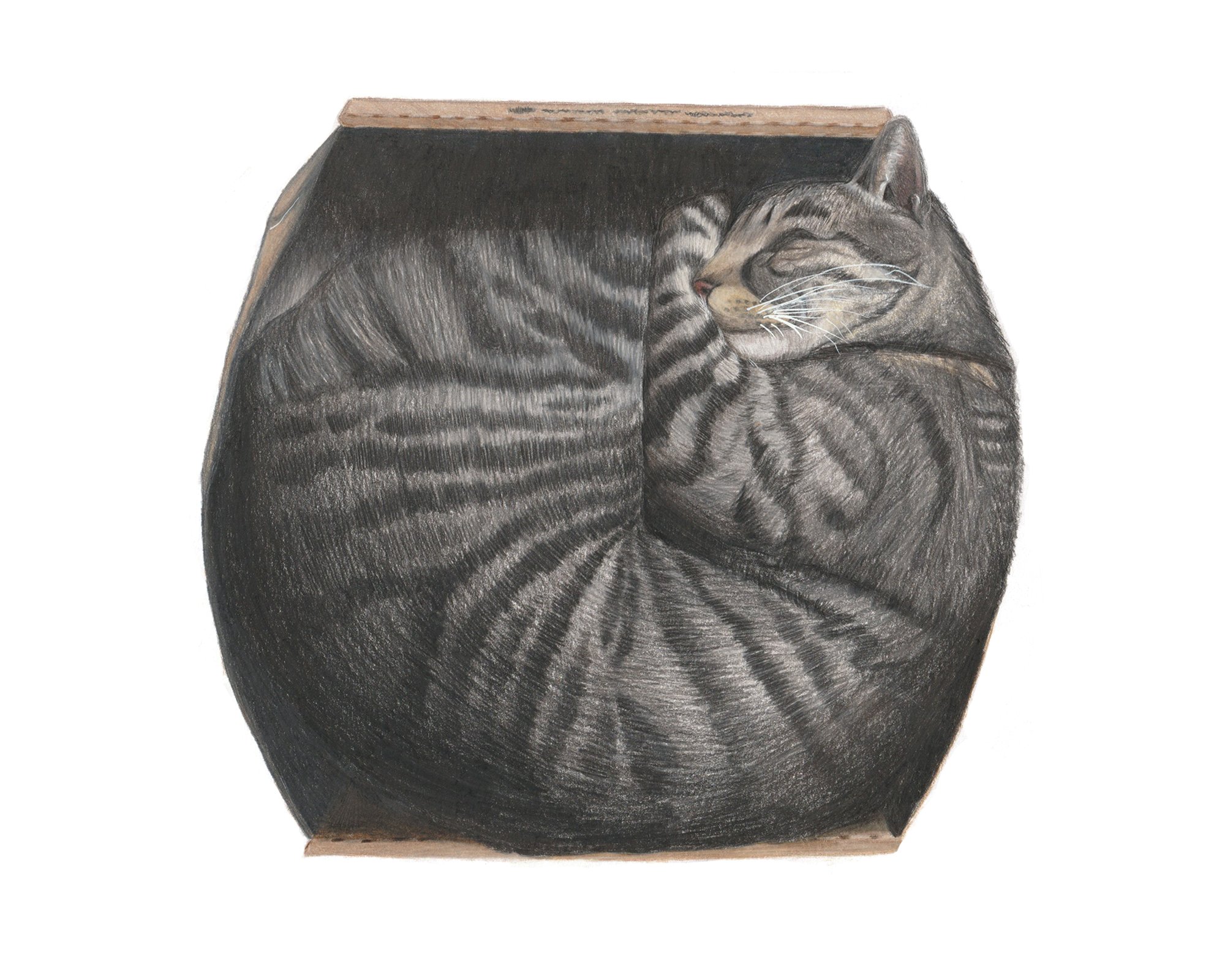I fits I sits | 8x10 | colored pencil