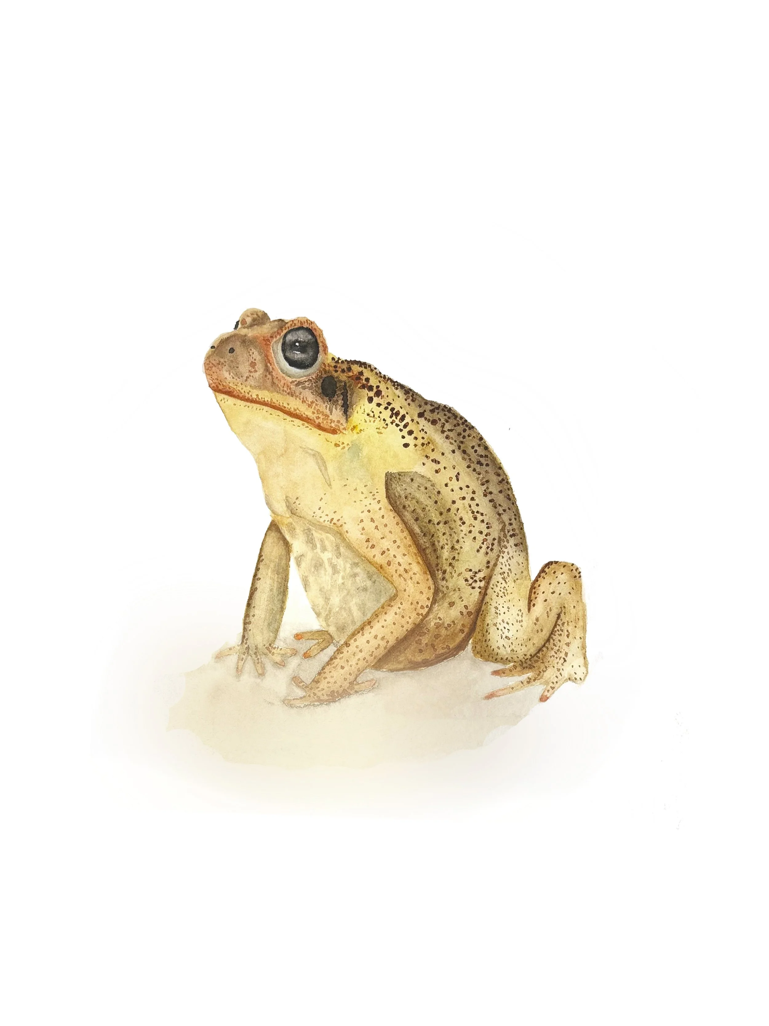 Frank | 7x7 | watercolor