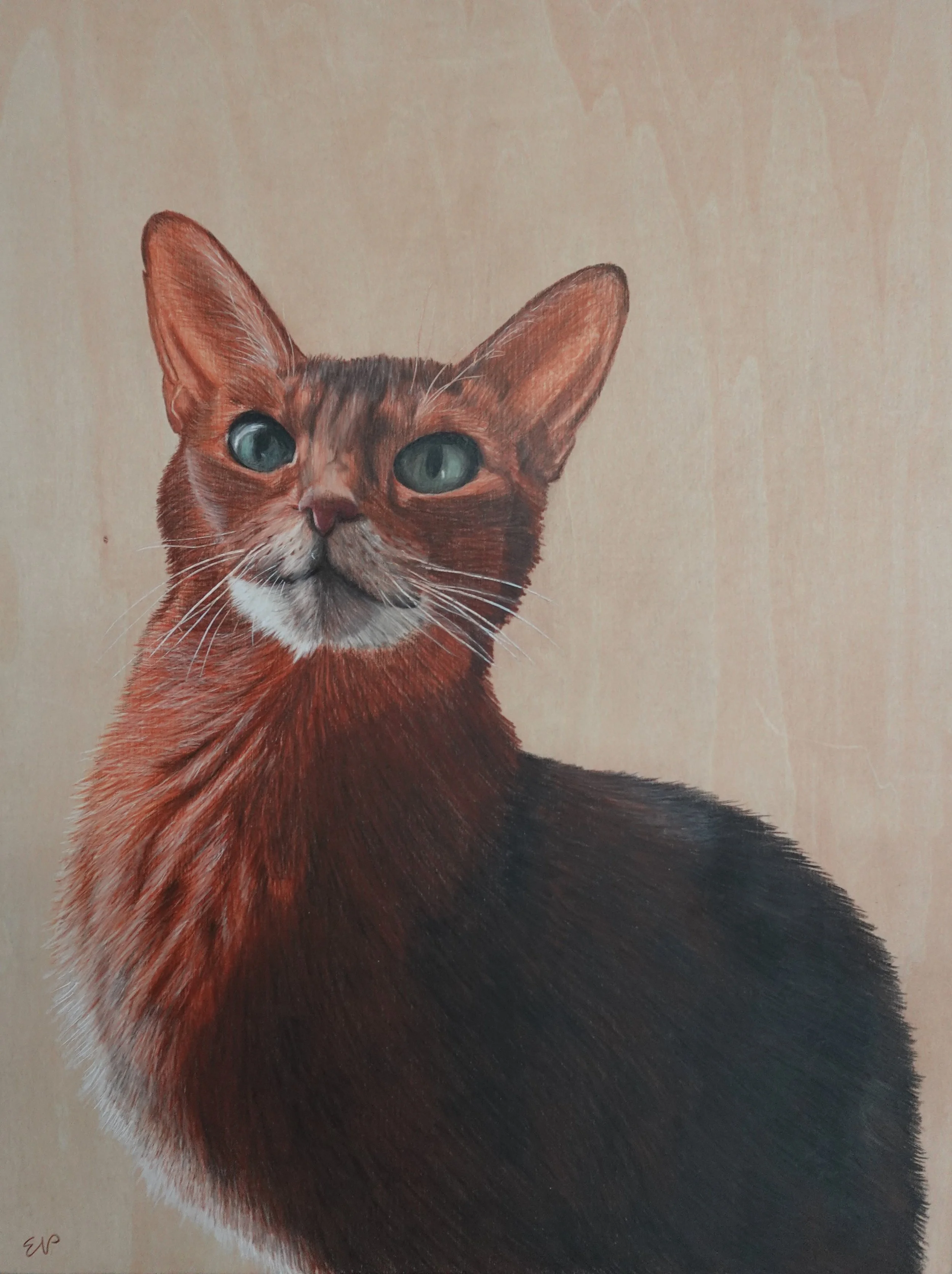 Zuko | 12x16 | colored pencil