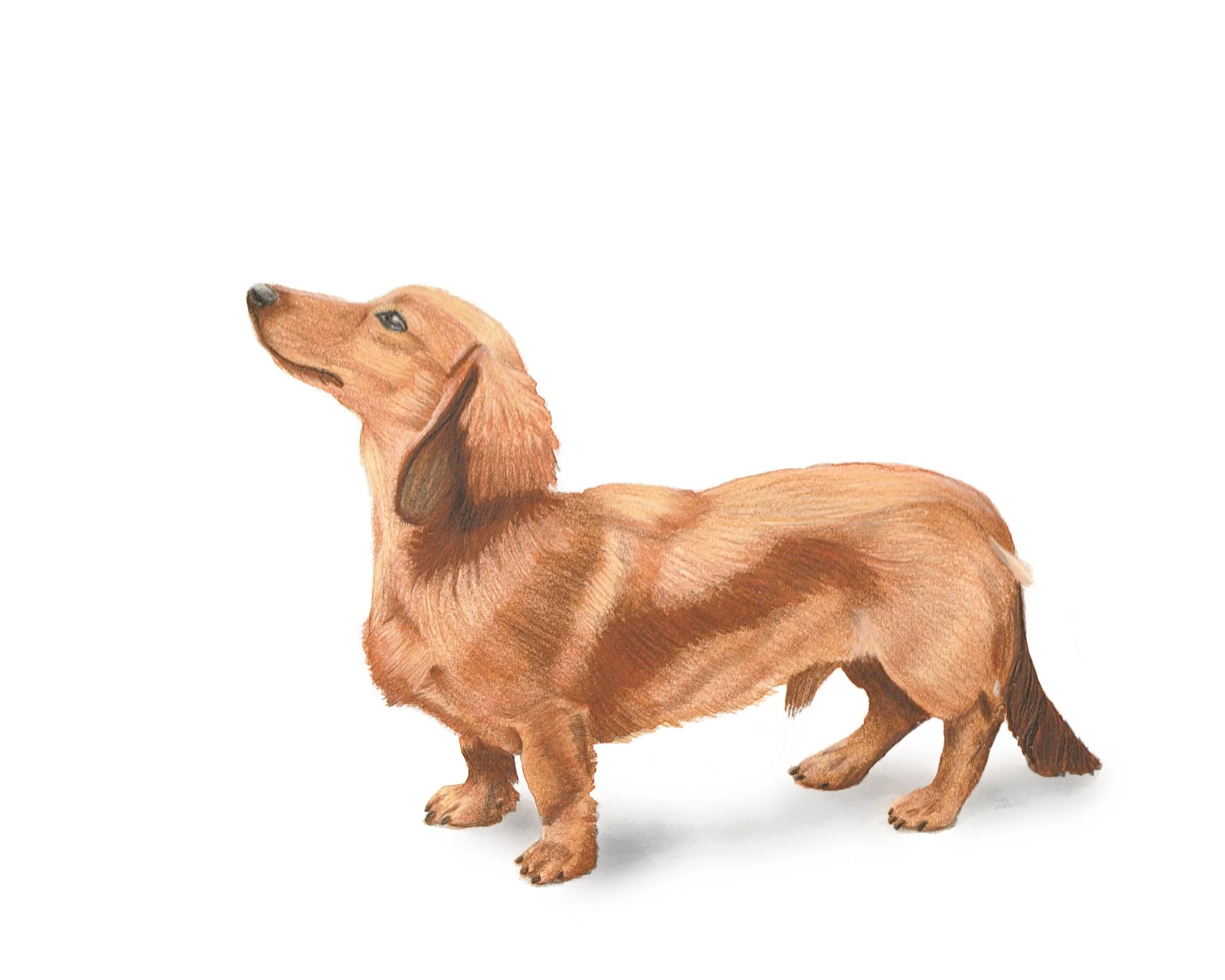 Dachshund | 8x10 | watercolor + colored pencil