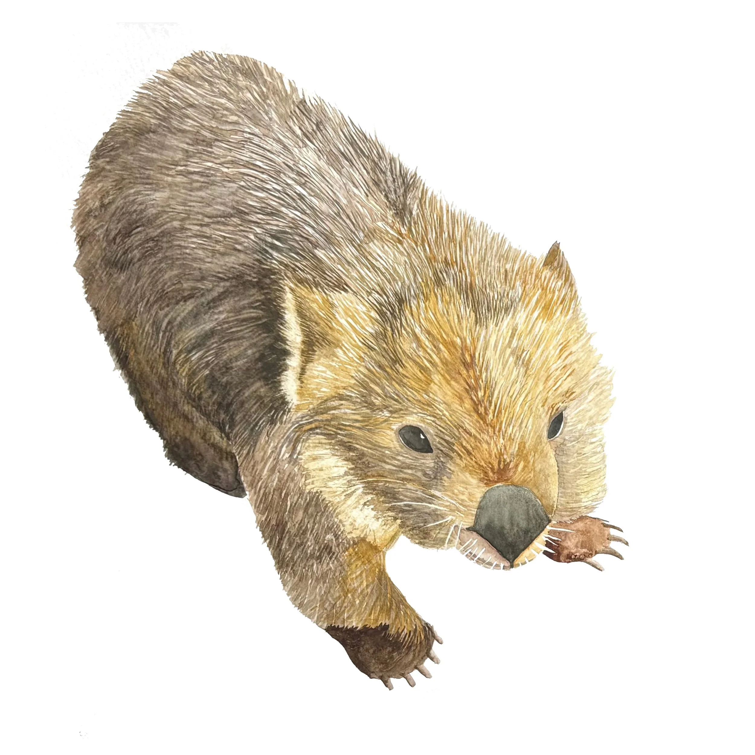 wombat | 8x8 | watercolor