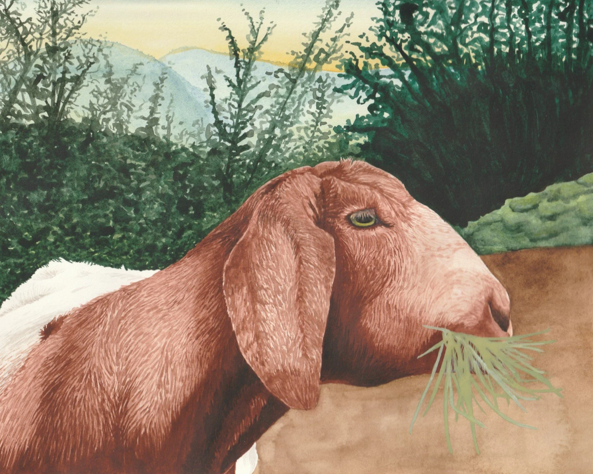 Huck | 8x10 | watercolor + gouache