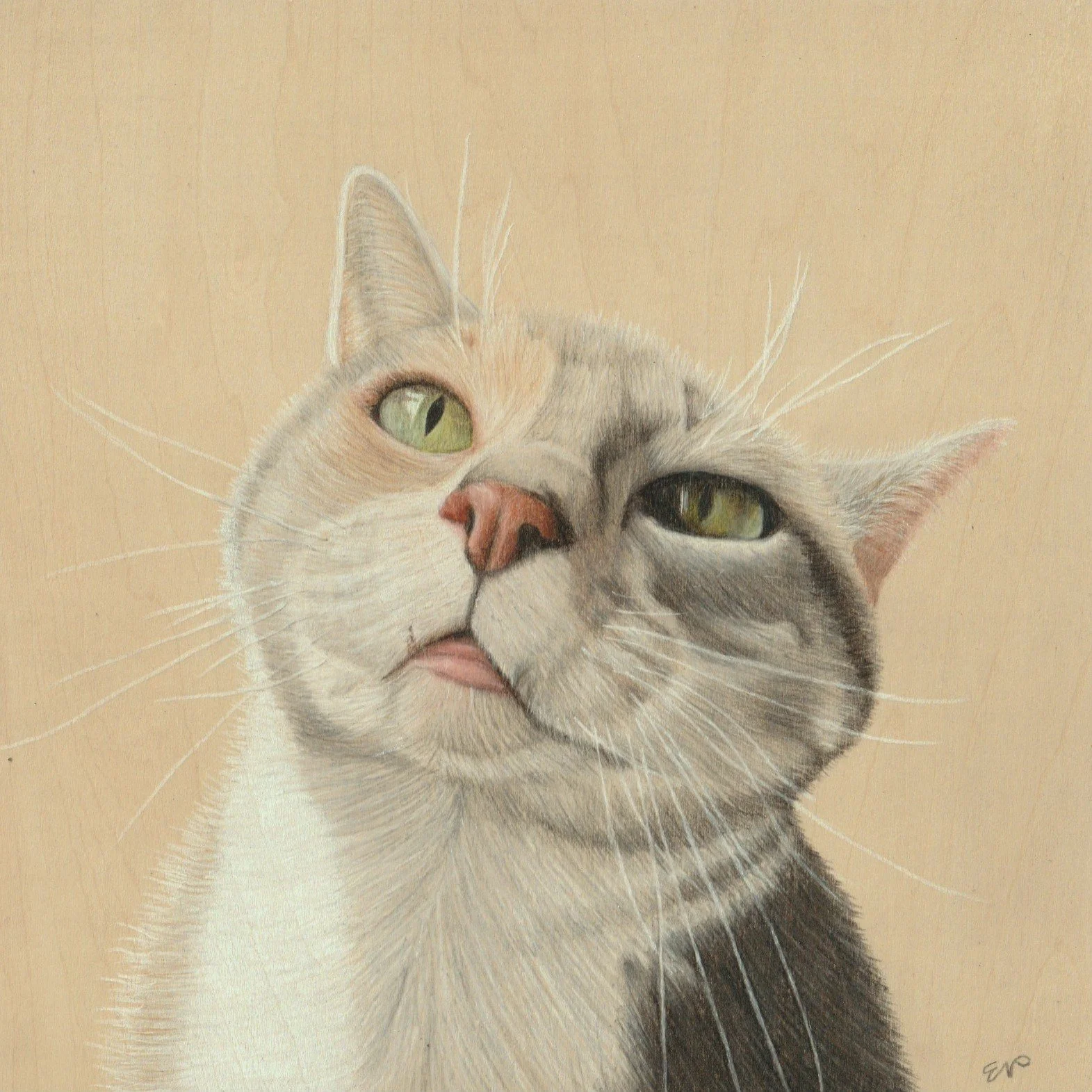 Sweet Potato | 8x8 | colored pencil