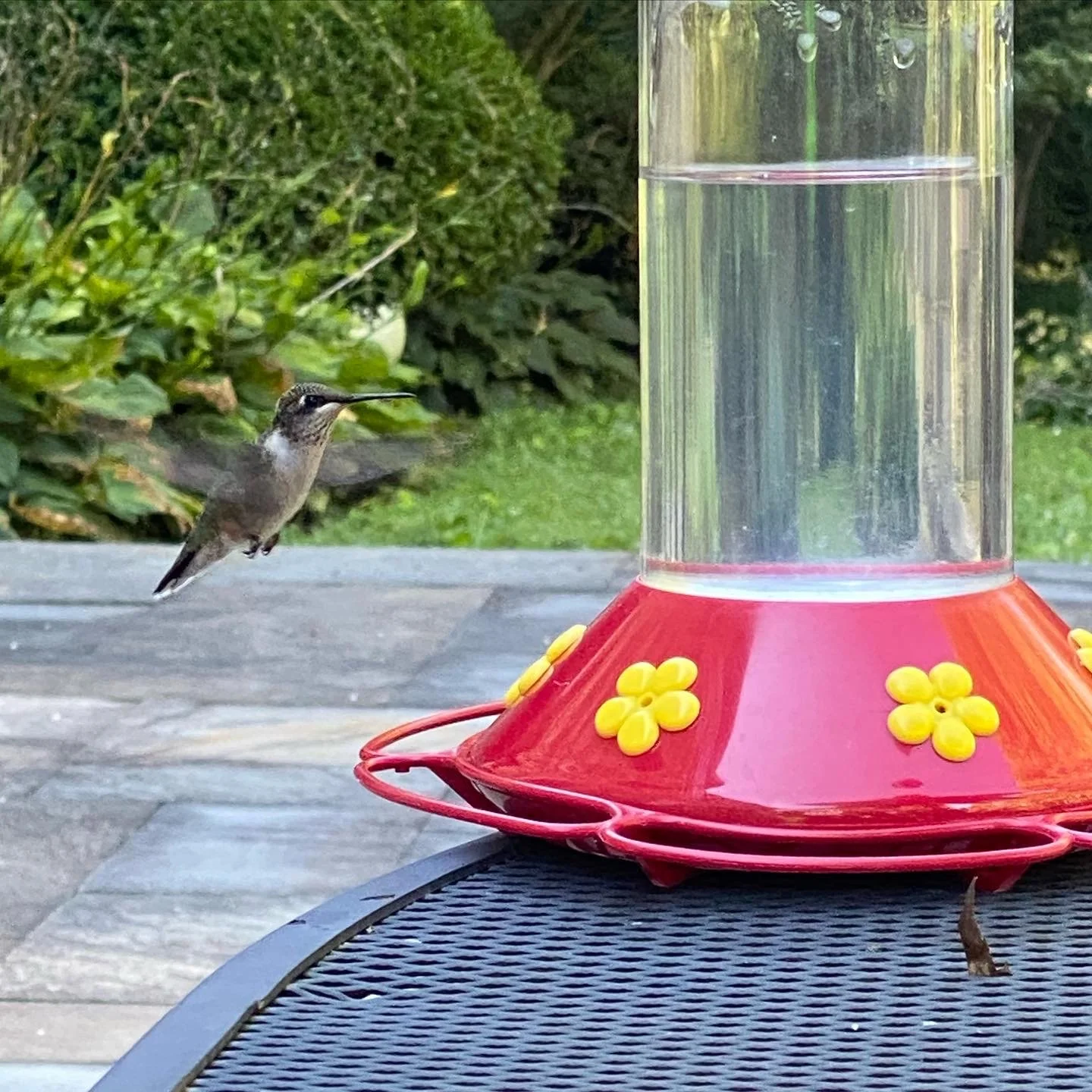 Hummingbird on the patio