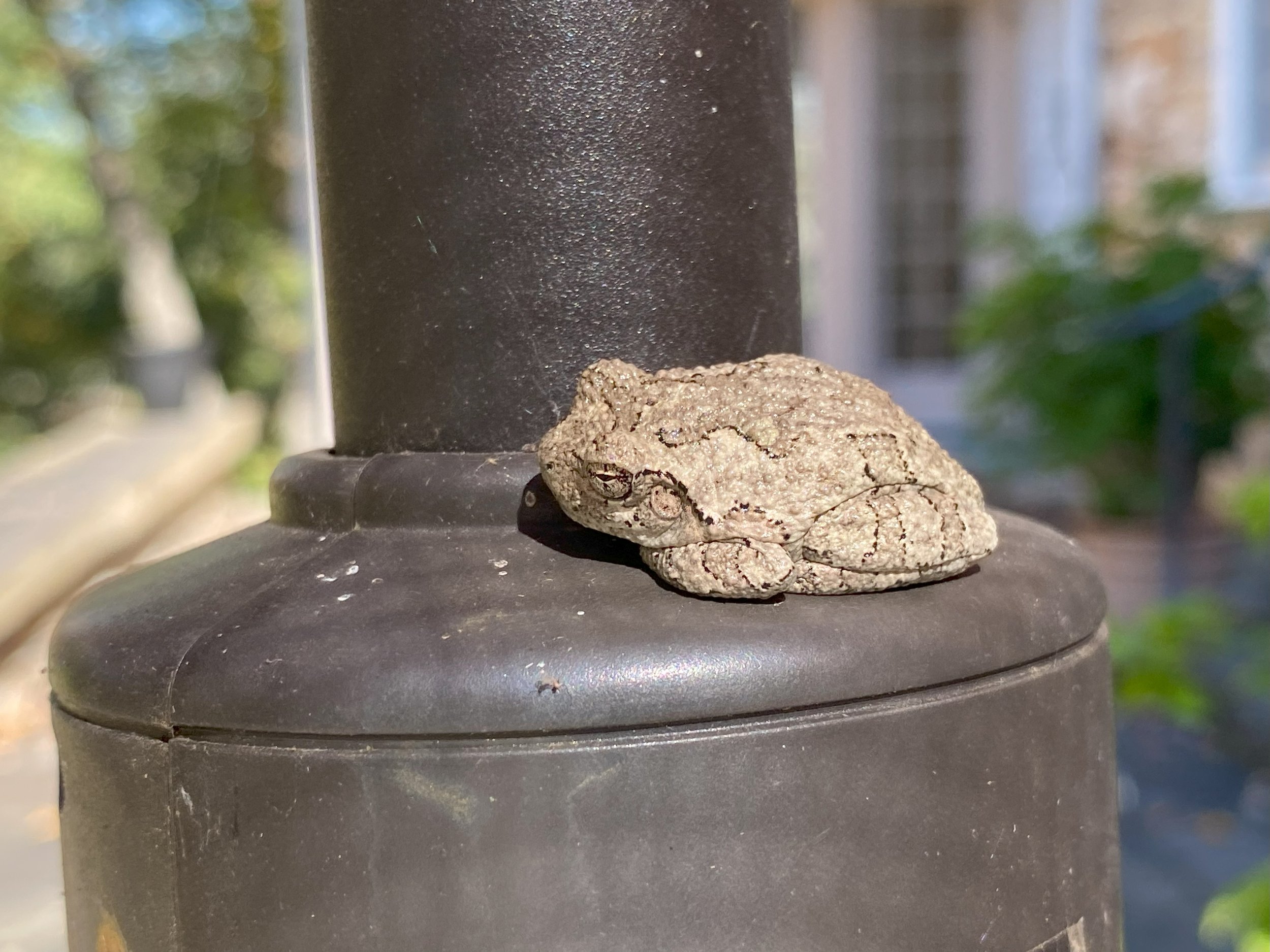 Grey Tree Frog