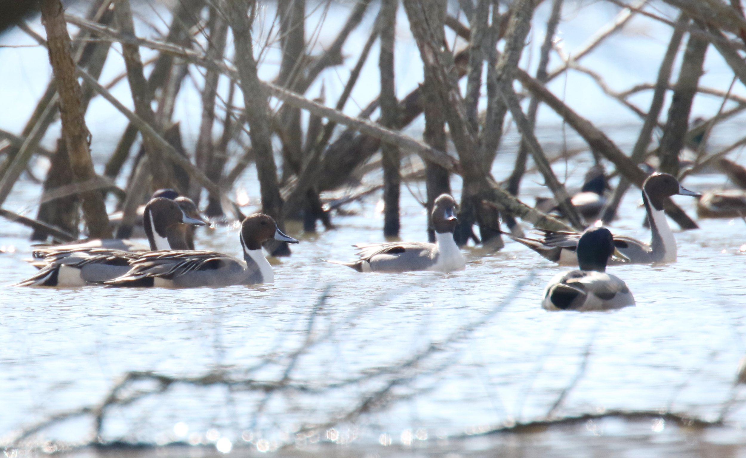 Northern Pintail during early migration