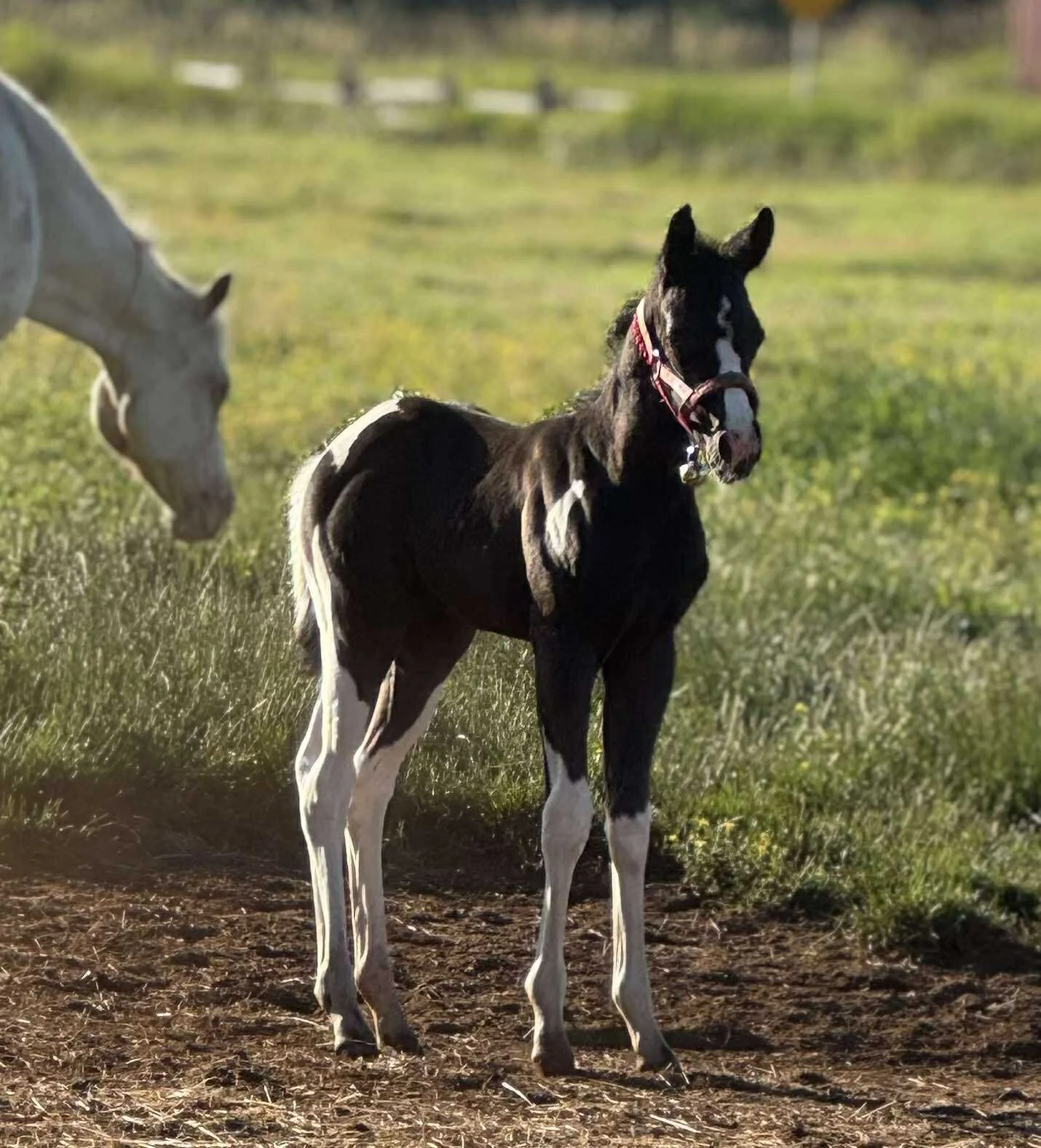 "Ghost," 2025 black Pintaloosa filly (Tuckers Mr Magnum x Dream of Quincy)
