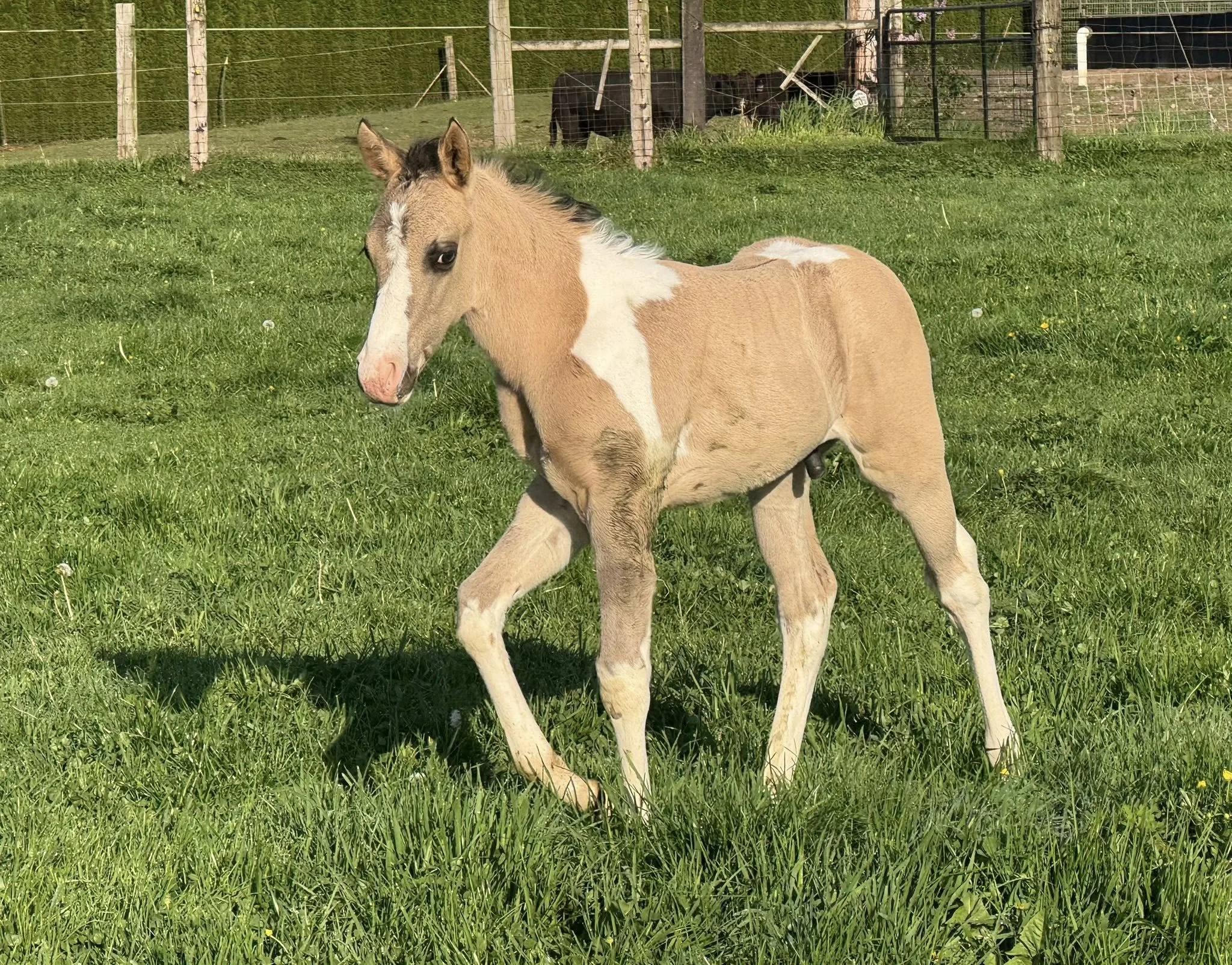 IA Dunit With A PI, 2026 grullo tobiano APHA colt (Tuckers Mr Magnum x Dunit With Pizazz) SOLD!