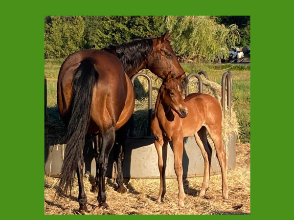 IA Whspring WilO (IA Poco Sequoia x IA Wil O Win), 2009 bay, with 2023 filly (x SMT Poco Chino)