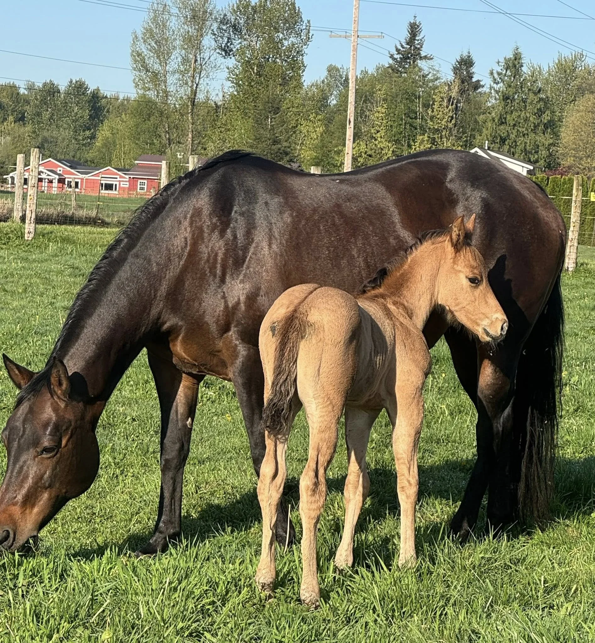 IA Pocos Sitka Whspr, 2026 dun Foundation AQHA colt (SMT Poco Chino x IA Whispring WilO) SOLD!
