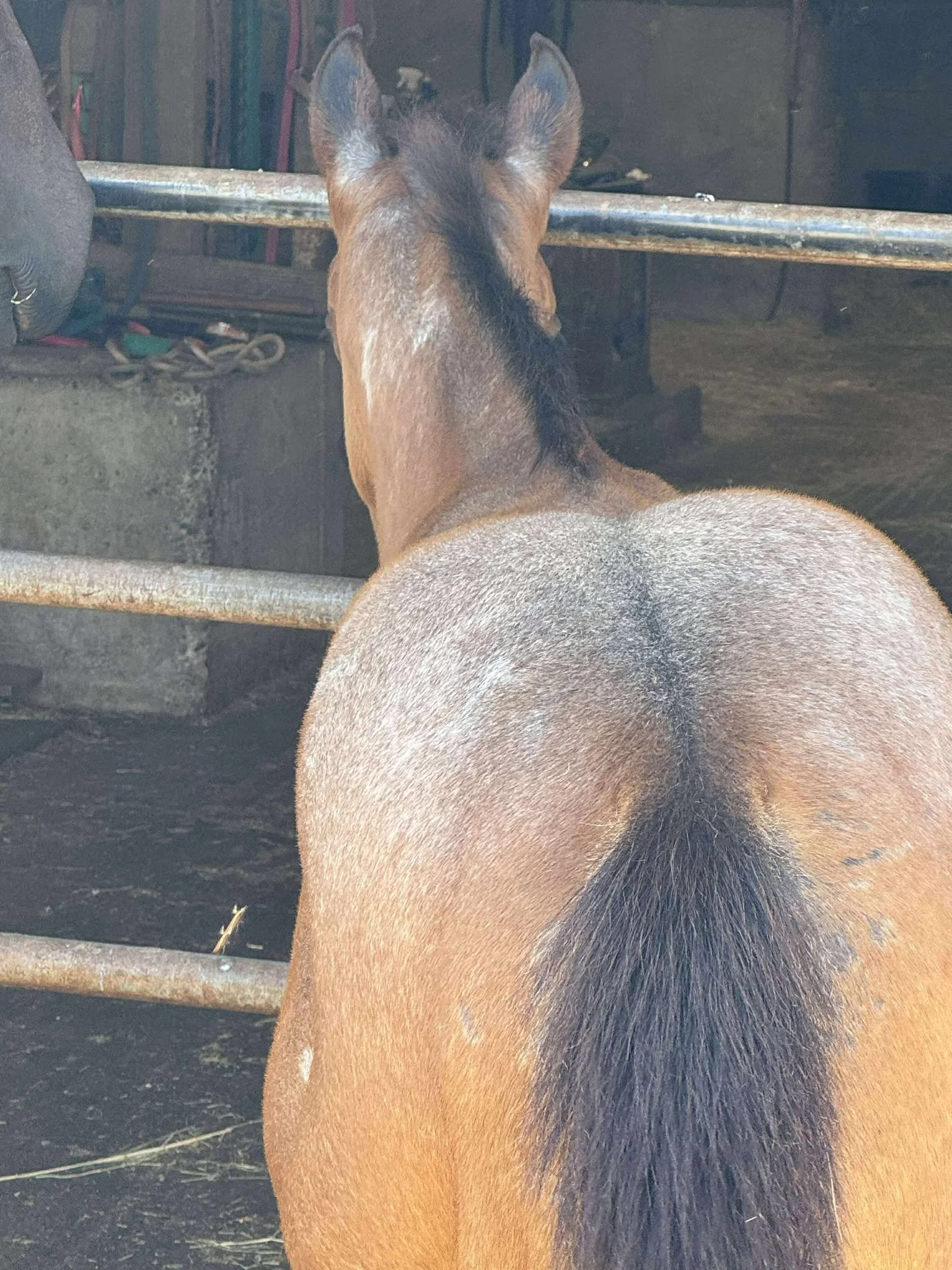 Finn - roaning progression July 28