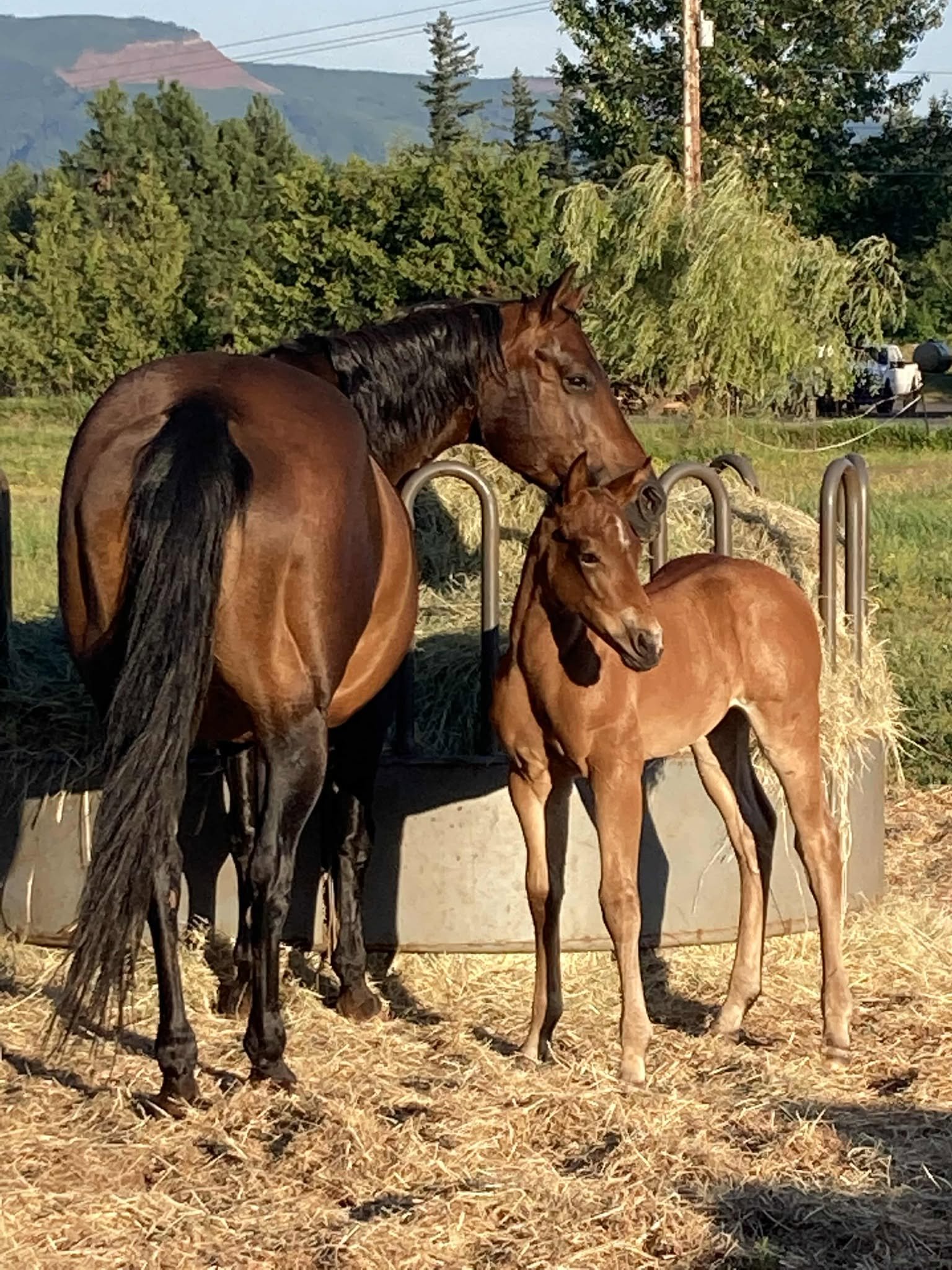 IA Whspring Cypress, 2023 bay filly (SMT Poco Chino x IA Whspring WilO)